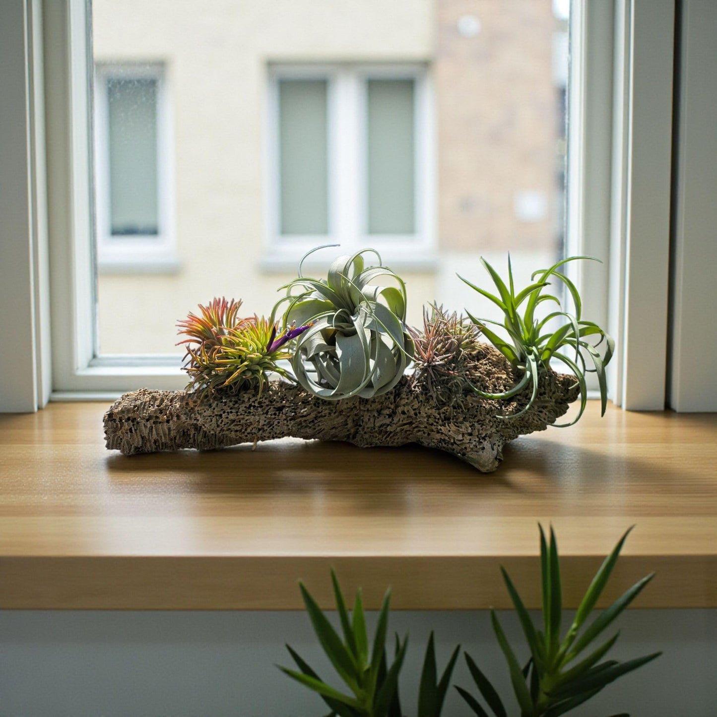 It Blooms - Live Air Plants - 8 Pack Assorted Tillandsia Collection - Easy Care Indoor Houseplants with 30 Day Guarantee