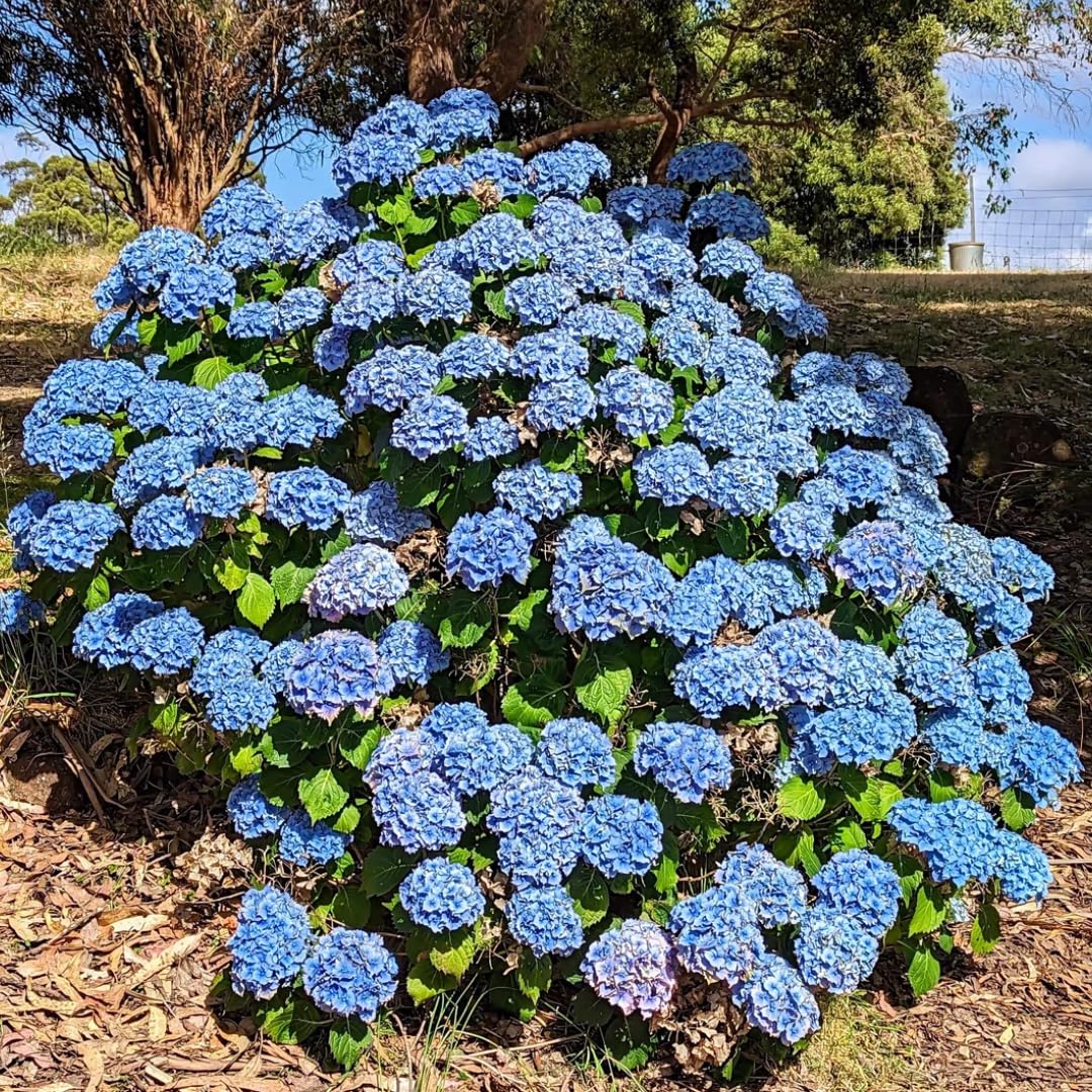 Winter Hardy Pink Shades to Blue Purple Hydrangea Bush Tree Live Shrub Plant, 6-12" Blue to Smooth Pink to Purple Blooms, Established Roots, Dormant, No Leaf
