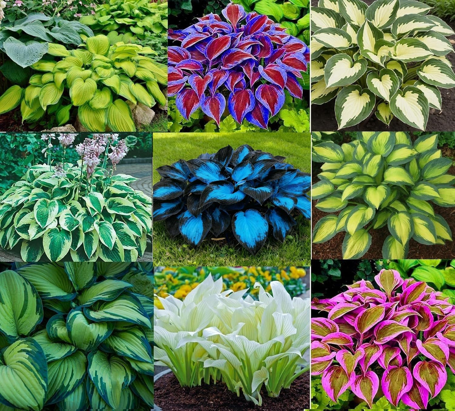 7 Mixed Color Hosta Plants for Growing - Growers Choice, Easy to Grow Hosta Plants