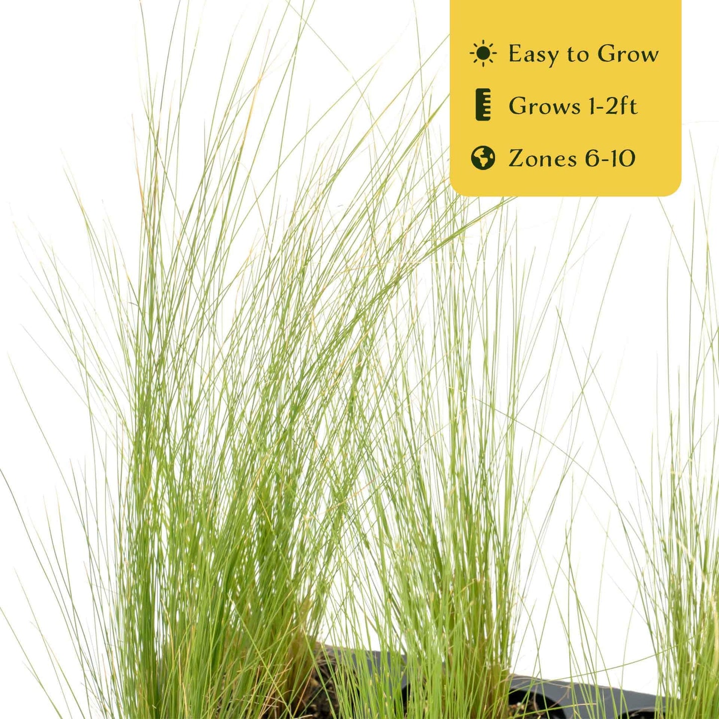 3 Mexican Feather Grass – Fine Textured Ornamental Grass with Silky Plumes for Borders & Mass Plantings (Nassella tenuissima) in 2.5” Cubes, Live Plants