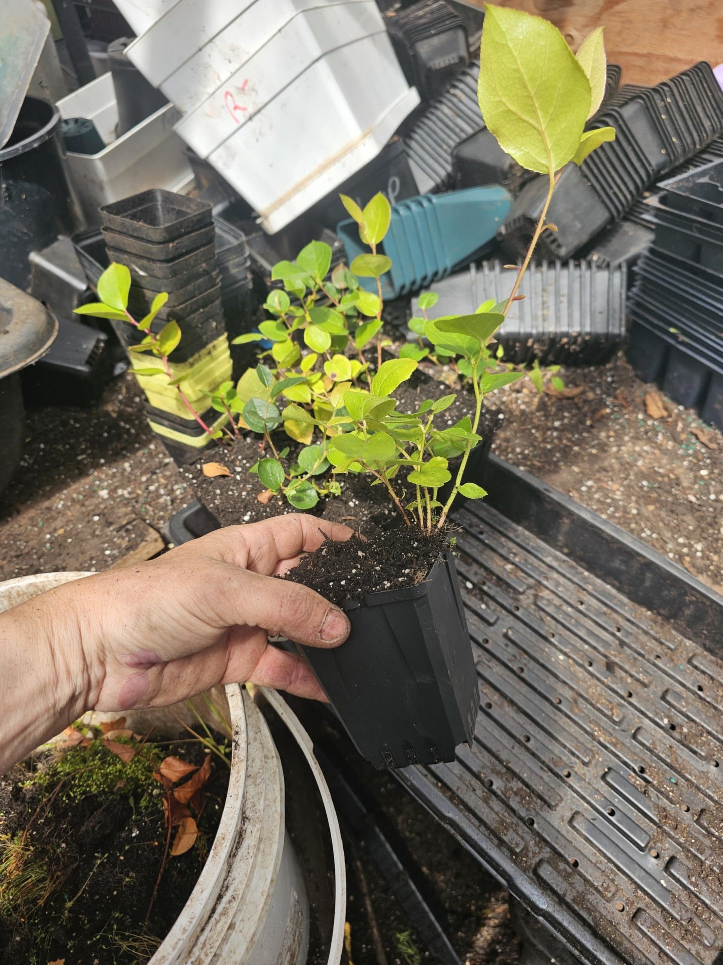 2-Pack Live Salal Berry Plant, 4" Pot