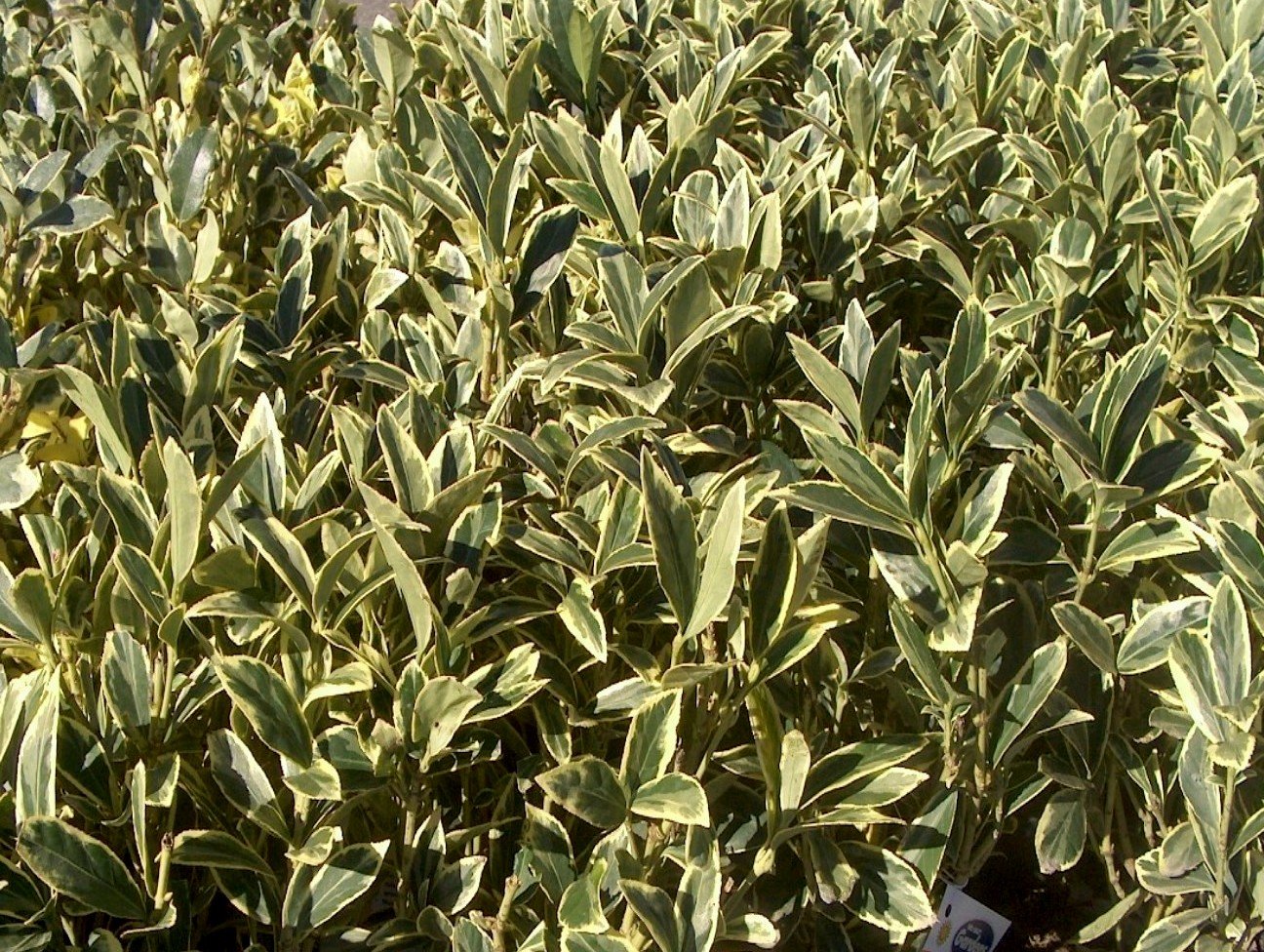 Ligustrum Japonicum Jack Frost Privet - 40 Live Plants - Variegated Evergreen Hedge