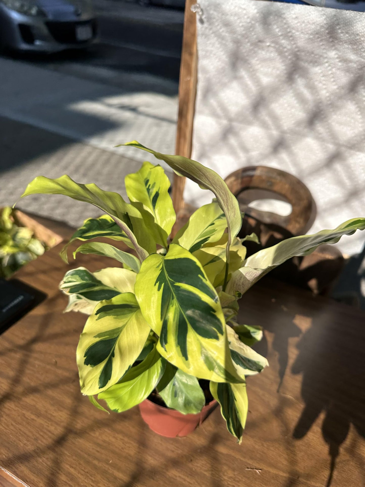 4-Inch Calathea Yellow Allusion Prayer Plant, Green with Yellow Variegation, Live Indoor Houseplant, Air Purifying, Low Maintenance
