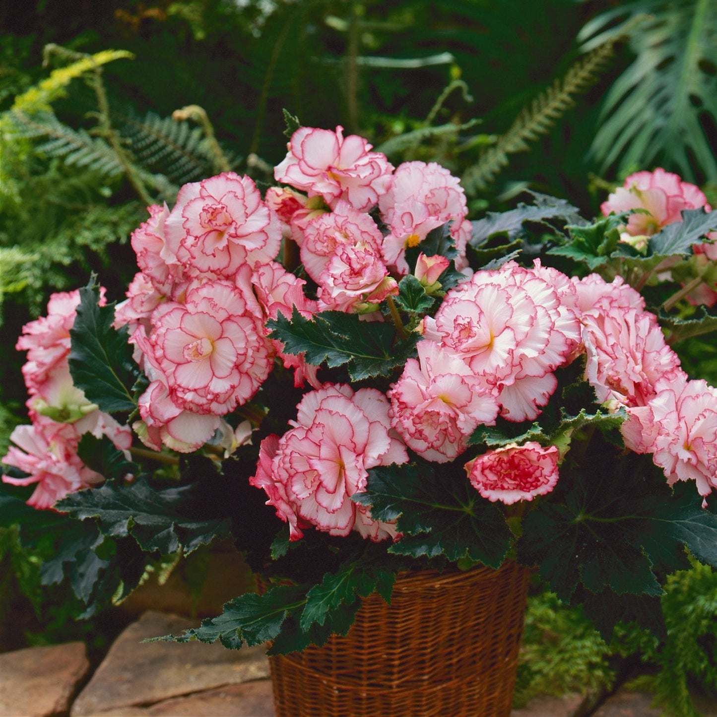 Easy to Grow Begonia Picotee White Pink 3 Bulbs - White & Pink Trim Flowers Bloom in Summer Shade Tropical Spring Planted