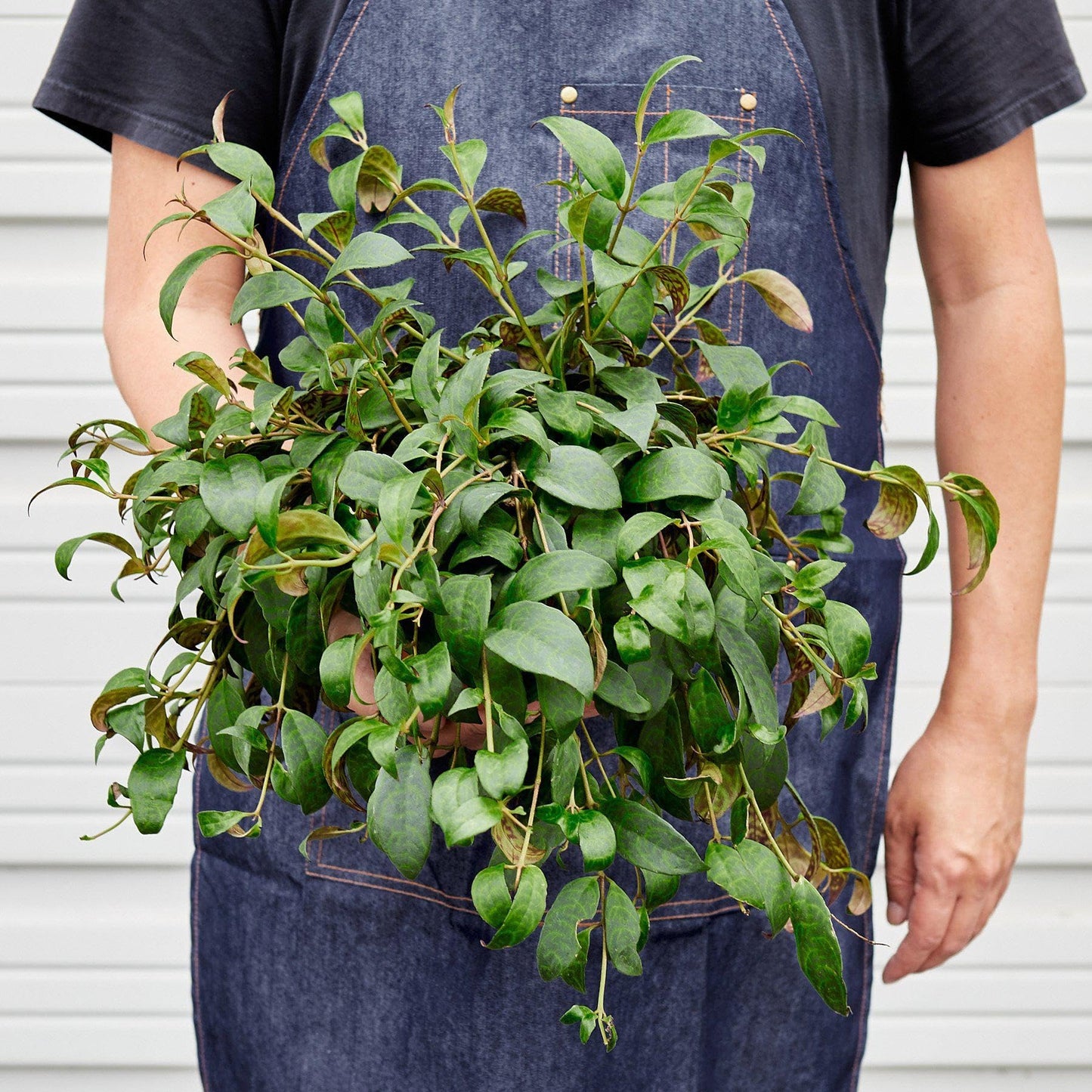 Lipstick Black Pagoda | Live Plant for Indoor & Outdoor | for Living Room, Office, Bathroom | (6" Pot)