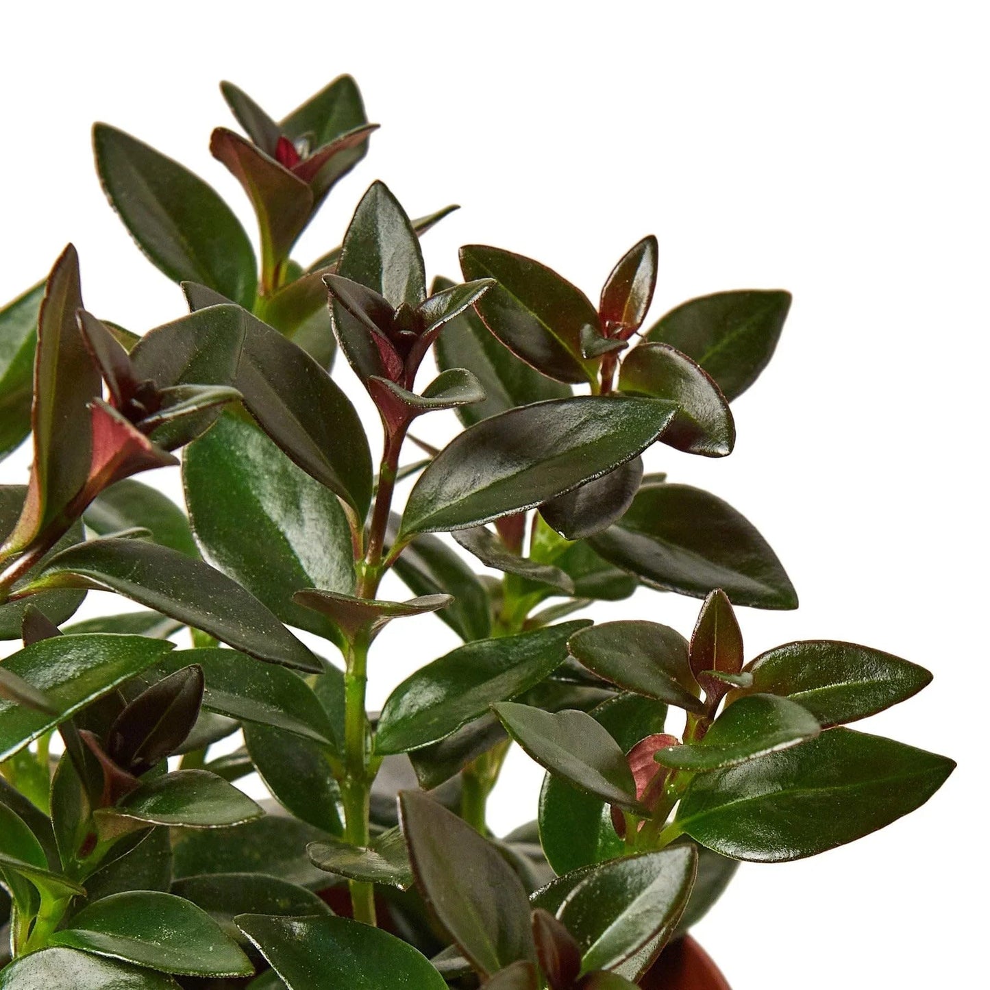 Nematanthus 'Black Gold Fish' | Live Plant for Indoor & Outdoor | for Living Room, Office, Bathroom | (4" Pot)
