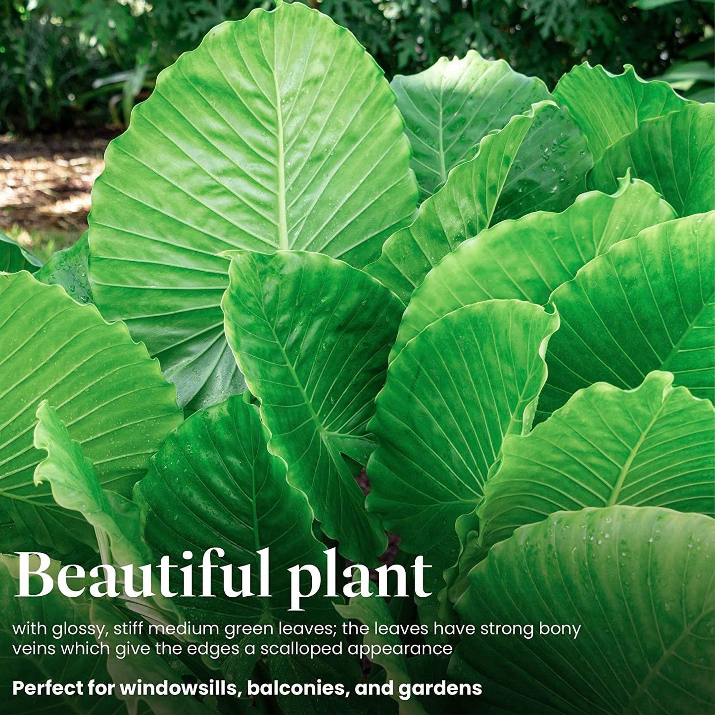 American Plant Exchange Alocasia Elephant Ear – 10-Inch Pot – Live Easy Care Tropical Houseplant, Bold Foliage Indoor or Patio Plant for Home, Office, Garden & Jungle-Inspired Décor