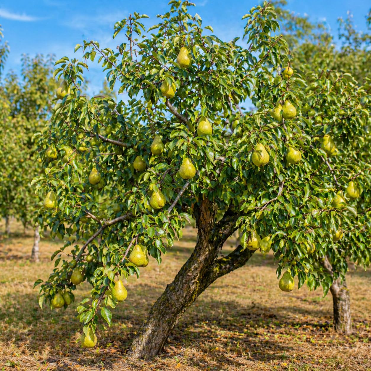 Kieffer Pear Tree - 12-18" Tall Live Plant - Grafted - Fast Growing Flowering Hardy Tree - Sweet Edible Fruit Pollinator - Pyrus communis x pyrifolia 'Kieffer'