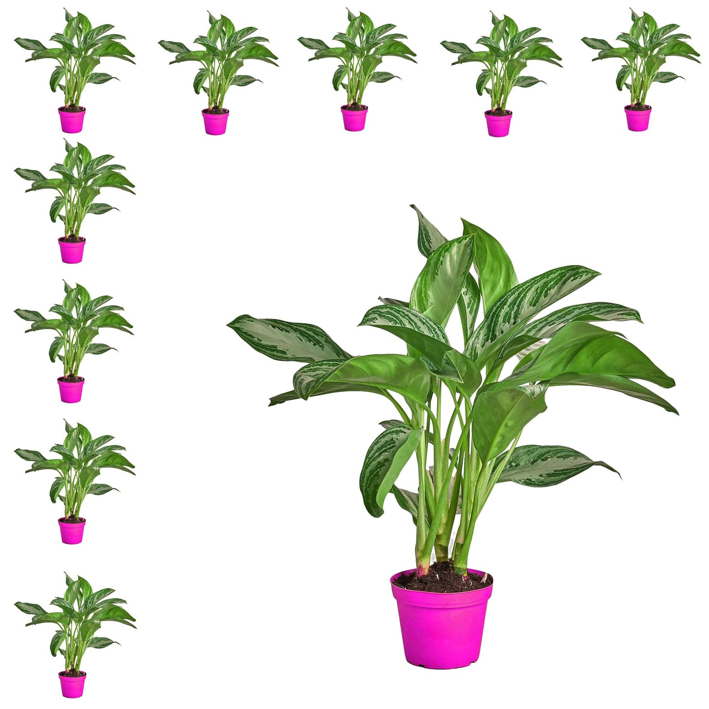 10 Pack Chinese Evergreen 'Silver Bay' - in 6in Pot - Live Plants Tropical Houseplants | Variegated | USA Growers | The Snobby Leaf