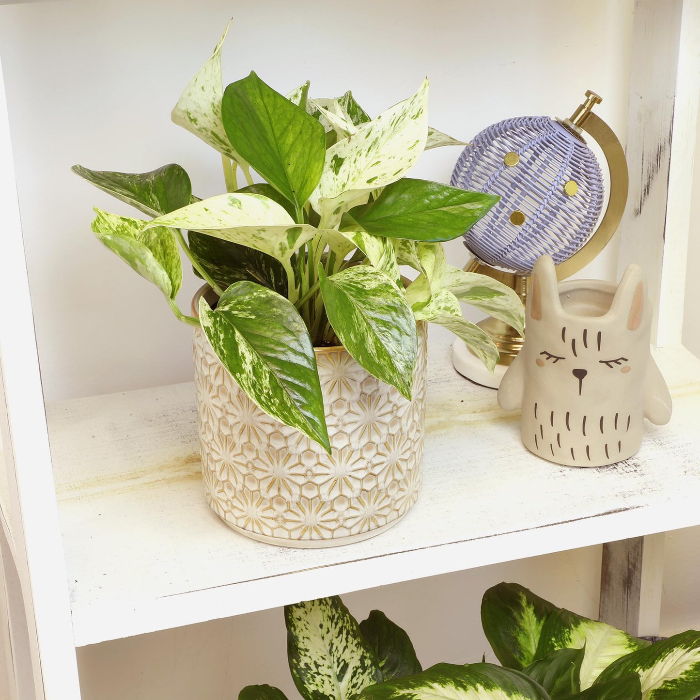 Marble Queen Pothos Plant in 4 Inch Planter Pot for Plants, Low Light Plants Live Houseplants, Pothos Live Plant Decor, Live Plants Indoor Plants Live Houseplants Live Indoor Plants by Plants for Pets