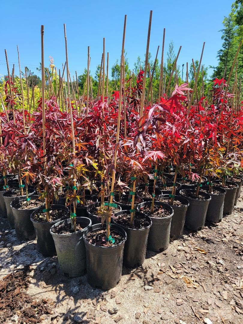 Emperor 1 Red Japanese Maple - Live Plant - (2.5 QT)