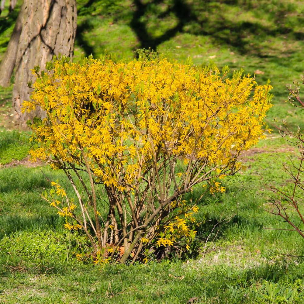 Set 2 Lynwood Forsythia Bareroots 6-12 Inches, Lynwood Gold Forsythia Flowering Shrubs, Hardy, Winter Dormant, Outdoor Growing