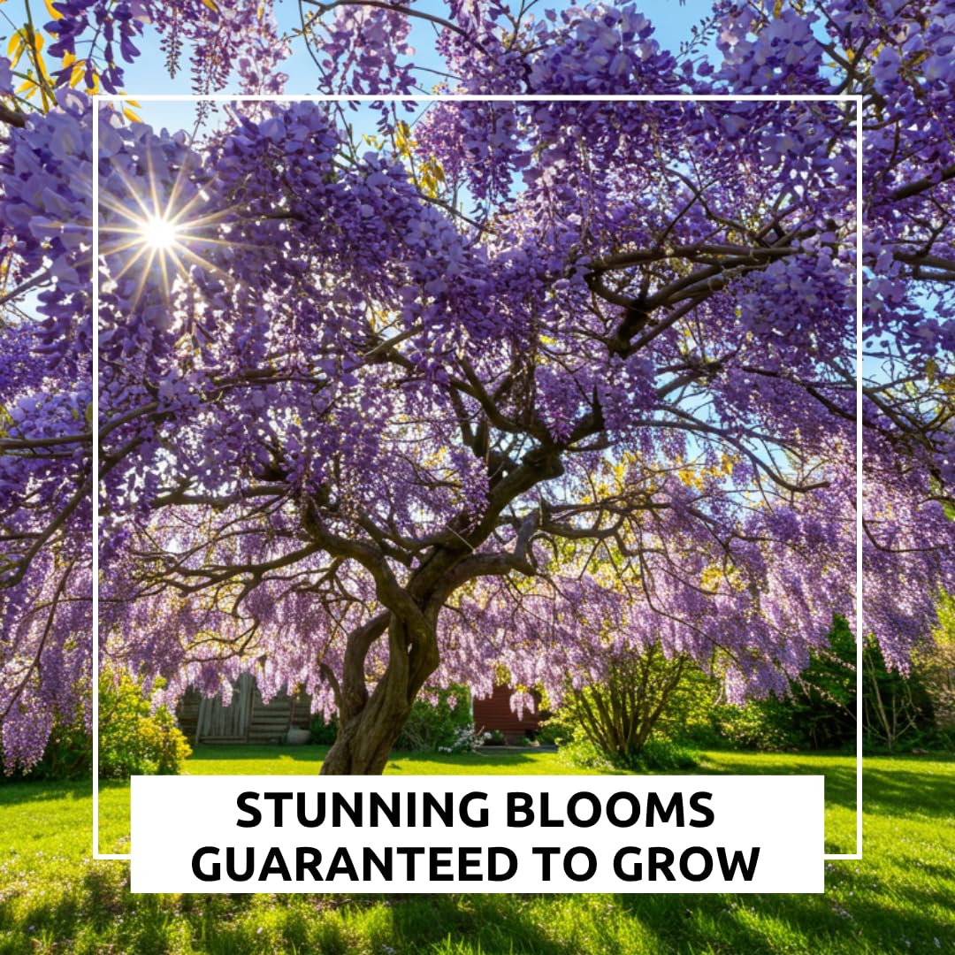 Stunning Live 1 Potted Chinese Blue Weeping Wisteria Tree Fresh Plant
