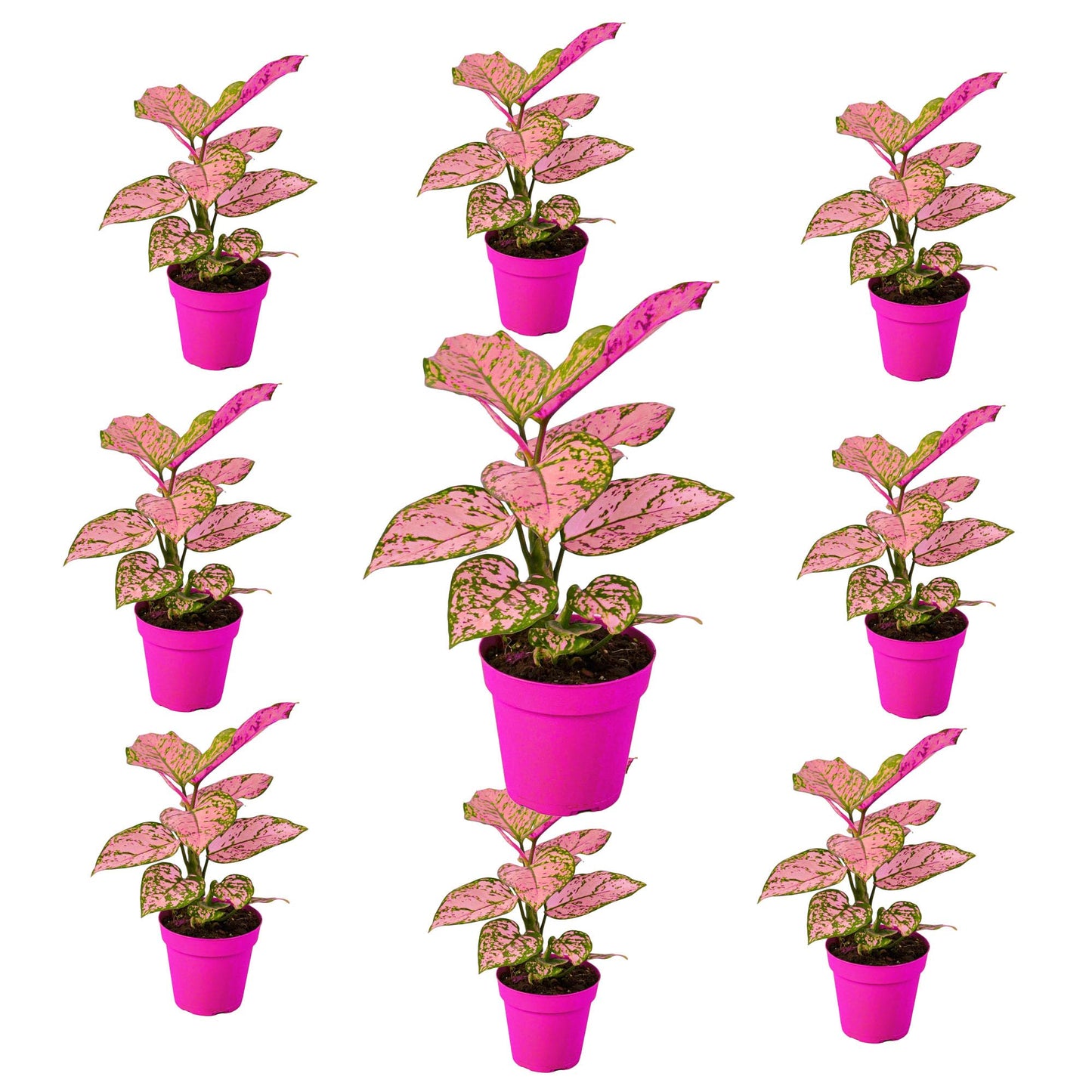 9 Pack Chinese Evergreen 'Lady Valentine' in 4in Pot - Live Plants Tropical Houseplants | Variegated | USA Growers | The Snobby Leaf