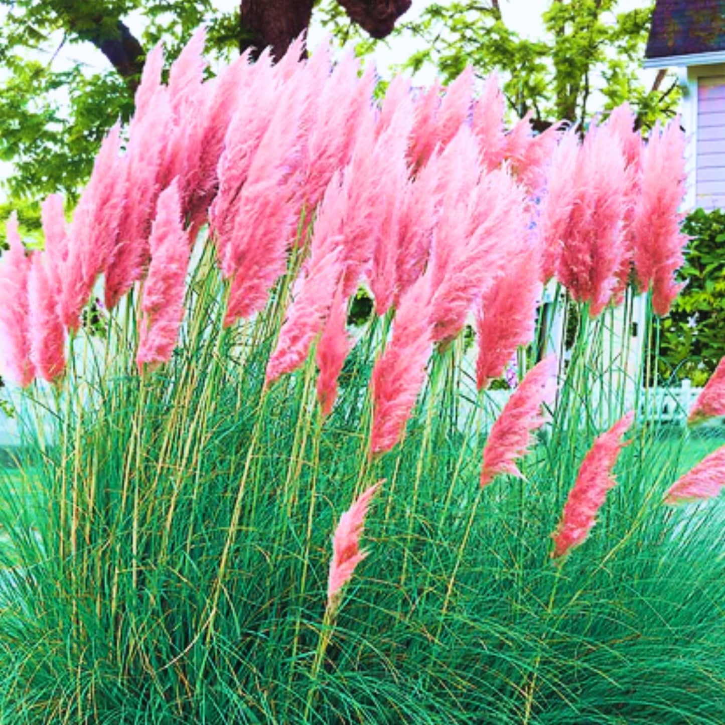 2 Pink Pampas Grass Plants Live, Tall Ornamental Perennial Grass for Landscaping, 5-9 Inch Height Well Rooted
