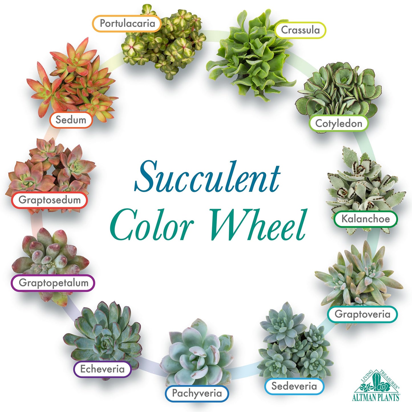 Altman Plants Specialty Live Succulent Plant (6 Pack), No Duplicates, Assorted Succulents Featuring Unique Colors & Shapes, 2 in Pots