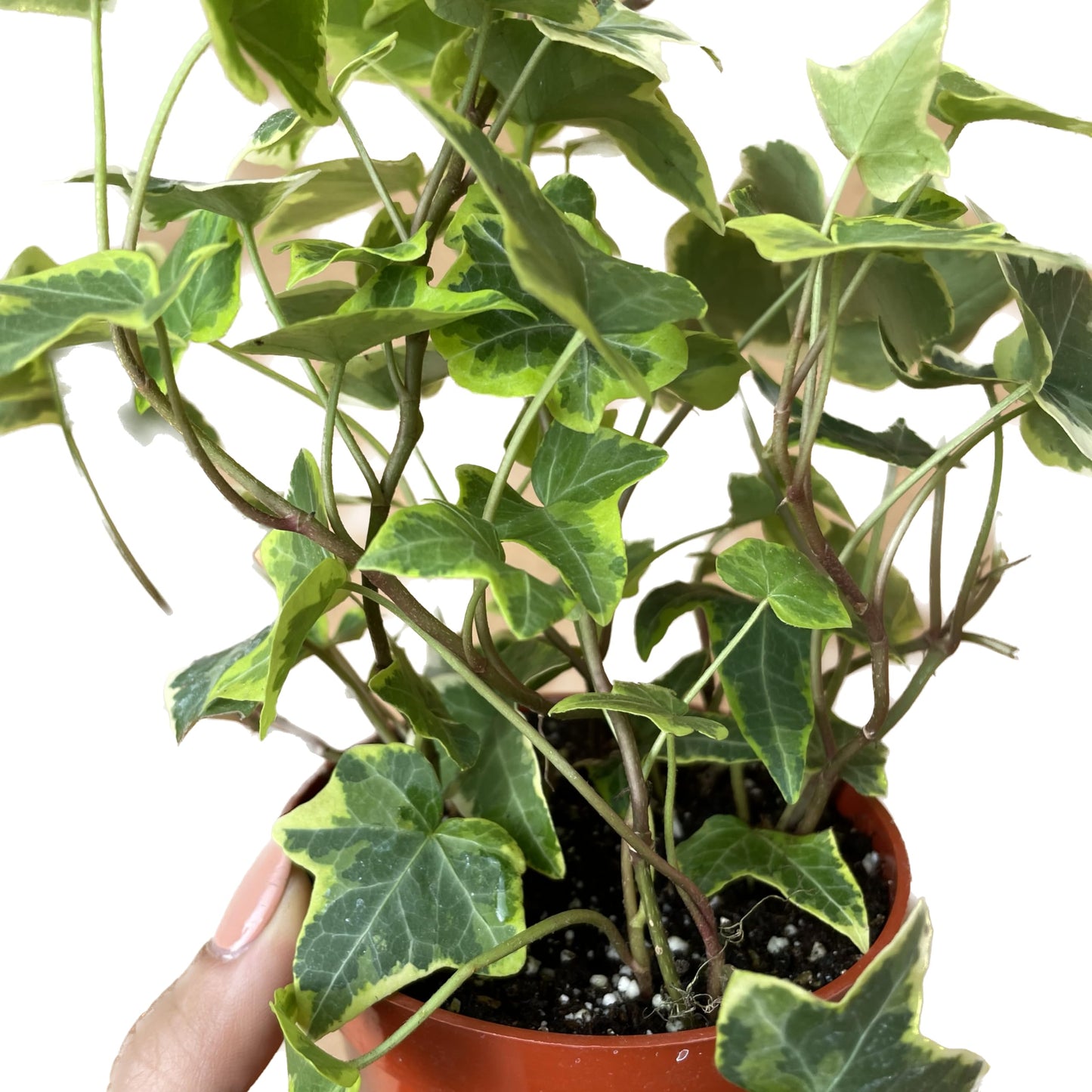 English Ivy Gold Child - Vibrant Variegated Ground Cover Plant - Live English Ivy Plant - Live Variegated English iIy - Available in 3", 4", and 6" Pot - CA Seller (4" Pot)