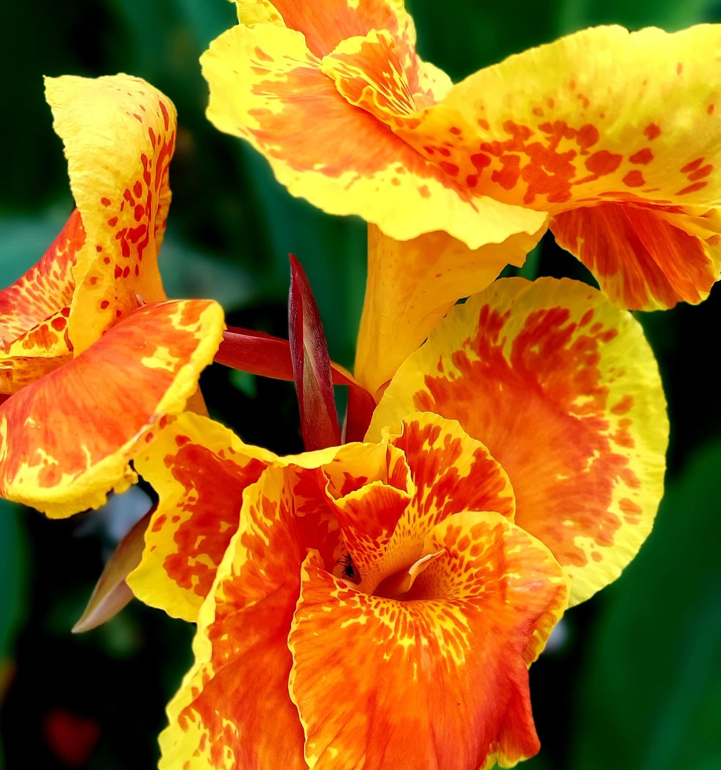 Canna Lily Picasso Rhizome Bulbs for Spring Planting, Flowering Root (2)