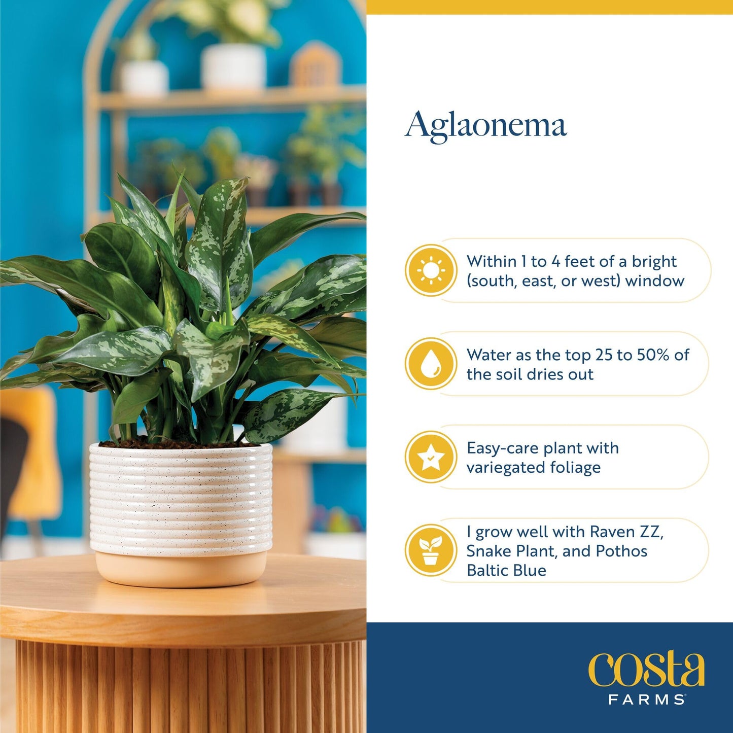 Costa Farms Live Indoor Houseplants (2 Pack) Peace Lily, Chinese Evergreen in Decor Planter Pot, Potting Soil Mix, Birthday, Housewarming Gift, 1 Foot Tall