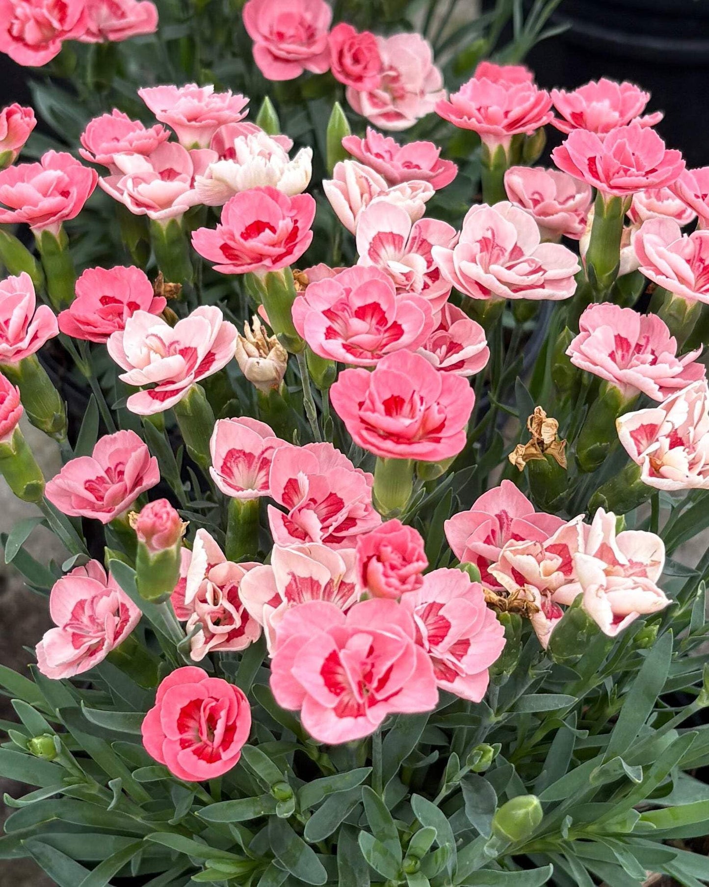 Perennial Farm Marketplace Dianthus x Everlast™ Peach (Garden Pinks) Live Perennial, Size-#1 Container, Long-Blooming Reddish-Orange Flowers, Fragrant