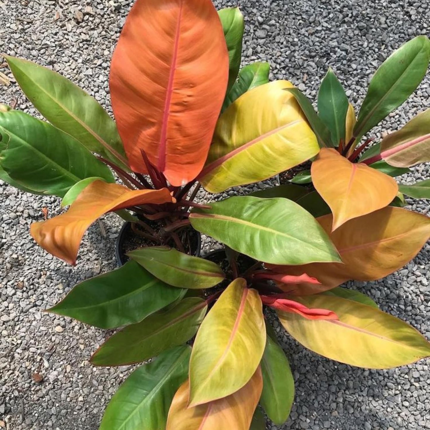 Philodendron Plant in 4 Inch Pot, Tropical Indoor Houseplant, Easy Care Foliage Plant for Home, Office, or Patio (Orange Philodendron)