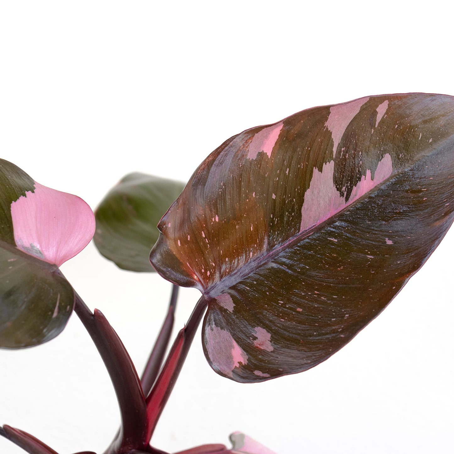 United Nursery Pink Anthurium Live Plant, 14–16 inch Tall in 6 inch Pot, Tropical Indoor Flowering House Plant with Pink Blooms for Office and Home Decor