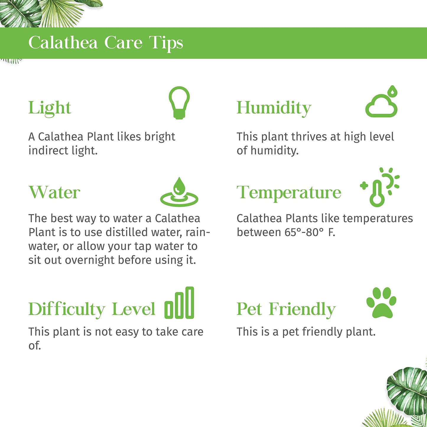 Calathea Ornata Live Plant for Indoor | Different Houseplants in 4'' & 6'' Pot | Real House Plant for Living Room, Office, Desk & Bathroom | Peacock Plant | Zebra Plant