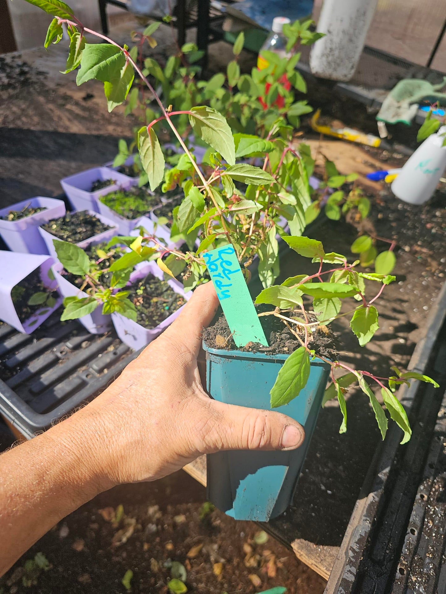 one Large 1 Foot (10-14" Tall) Live Southgate Fuchsia Fuschia Plant (White/Pink) Bush Shrub Butterfly Hummingbird Attraction pollinator in a 5" Pot, Well Rooted Flowers semi-Shade