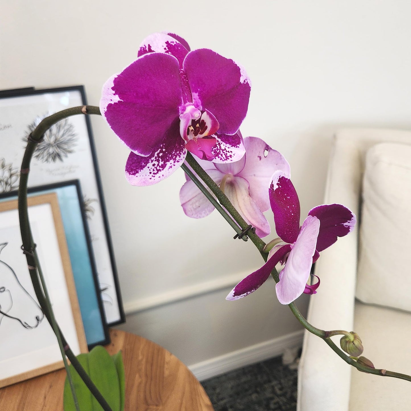 Large Purple Live Orchids Blooming in 5" Blue & White Orchid Pot, Pet Friendly Live Plant Gifts for Plant Lovers, Approx. 22"+ Tall, Real Houseplants, Phalaenopsis Moth Flowers by Plants for Pets