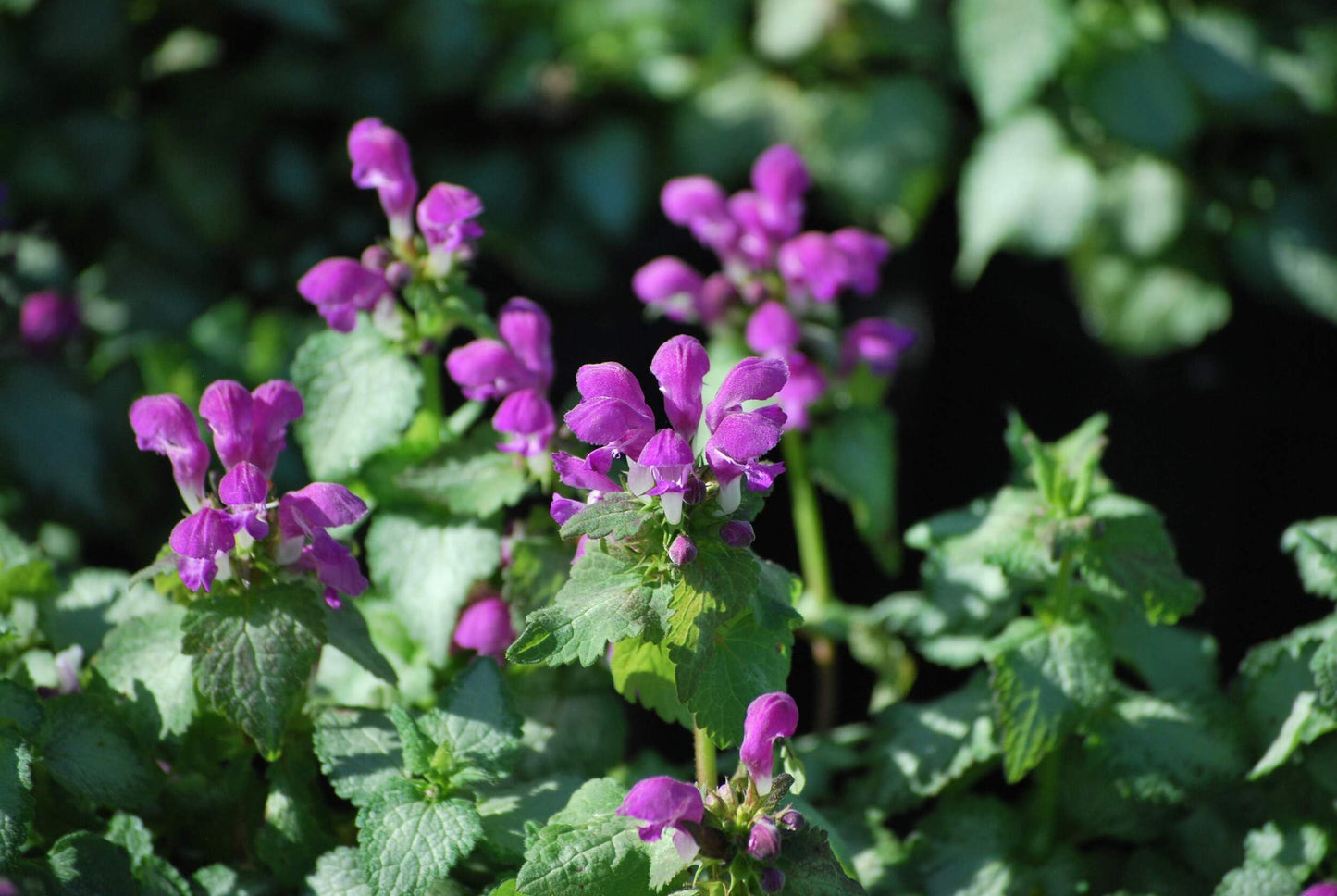 Perennial Farm Marketplace Lamium maculatum ‘Beacon Silver’ (Dead Nettle) Live Perennial, Size-#1 Container, Pink Spring Flowers with Silver Variegated Foliage