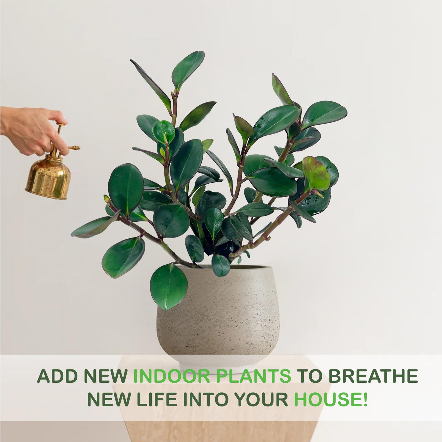LEAL PLANTS ECUADOR Peperomia Thailand (Pack of 2) Live Indoor Plant, Easy-Care Tropical Houseplant, Natural Air Purifier, Perfect for Home Decor, Unique Gift for Plant Lovers