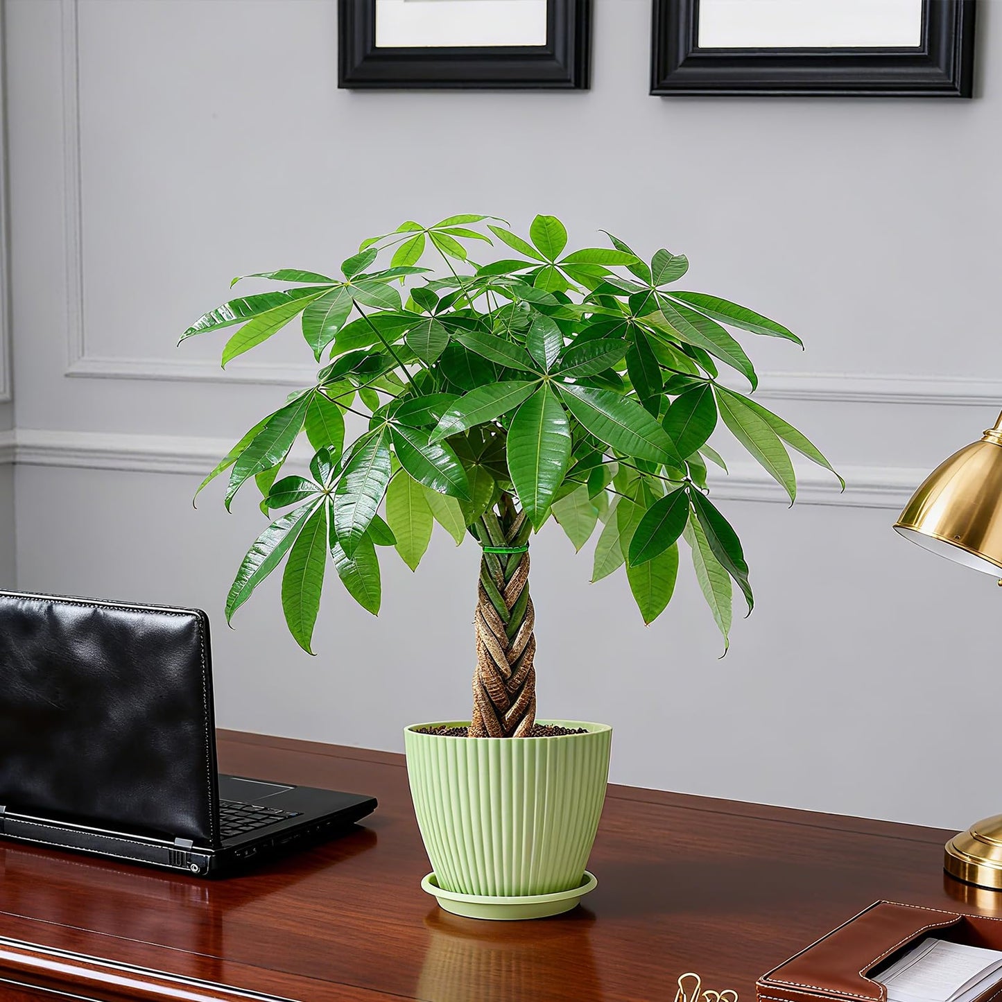 Sprout N Green Small Money Tree with 5 Lucky Braid, Live Plant with Green Stripe Pot, Decoration for Indoor Home Office Tabletop Windowsill Side Table, Gift for Housewarming Mother's Day, 8-10" Tall