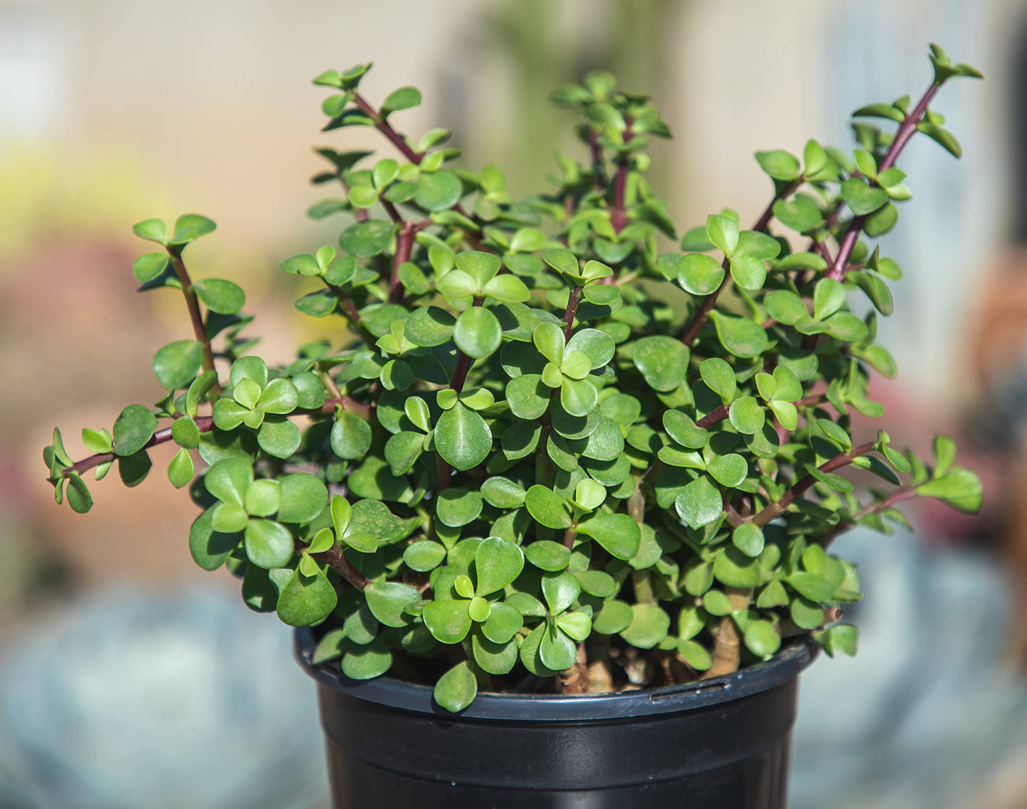 Succulents Plants Live Indoor Plants, Portulacaria Afra Live Houseplants, Live Succulents Live Plants Indoor Succulent Plants, Indoor Plant Real Succulents Plants House Plants by Plants for Pets