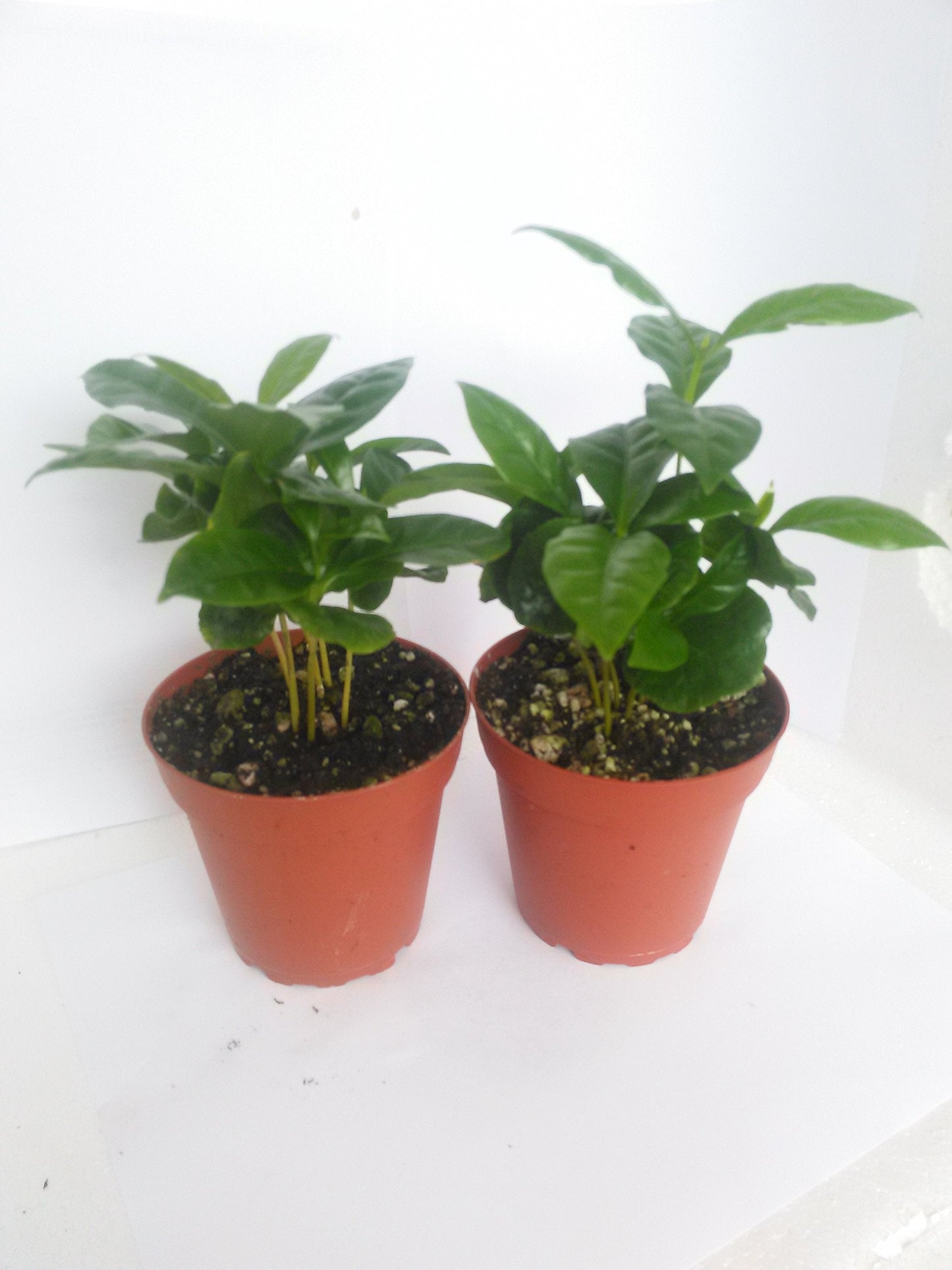 Two Arabica Coffee Bean Plant - 3.5" Pot - Grow & Brew Your Own Coffee Beans By Jm Bamboo