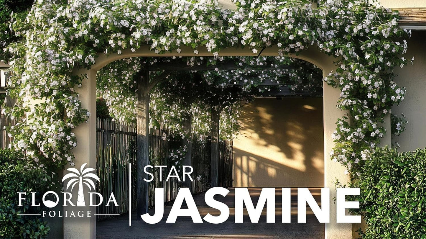 Jasmine Star Confederate I 2 Large Trade Gallon Size Plants I Trachelospermum Jasminoides I Live Fragrant White Star-Shaped Flowers, Perfect for Trellises, Fences, and Arbors