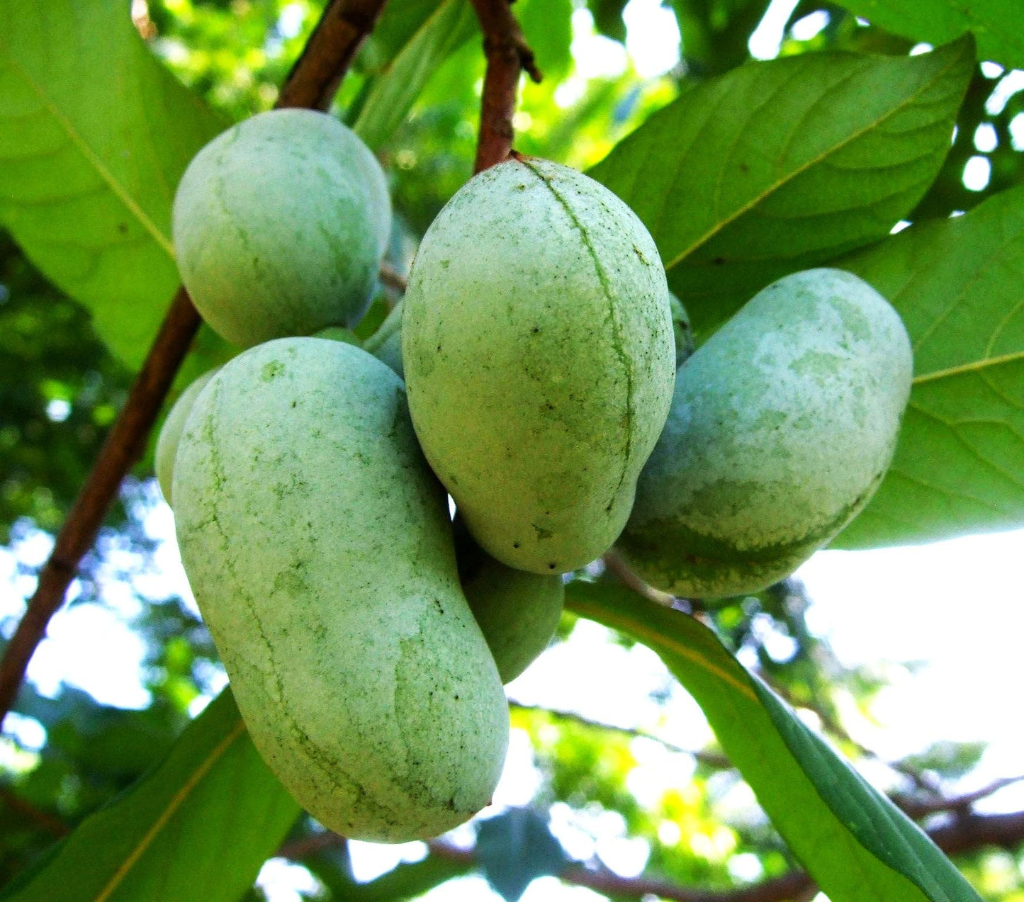 TomorrowSeeds - Paw Paw Tree Seeds - 15+ Count - for 2026 Planting Asimina Triloba North American Custard Apple Banana Papaw Banango Mango USA Native Fruit Trees Perennial Grow Your Own Home Farm