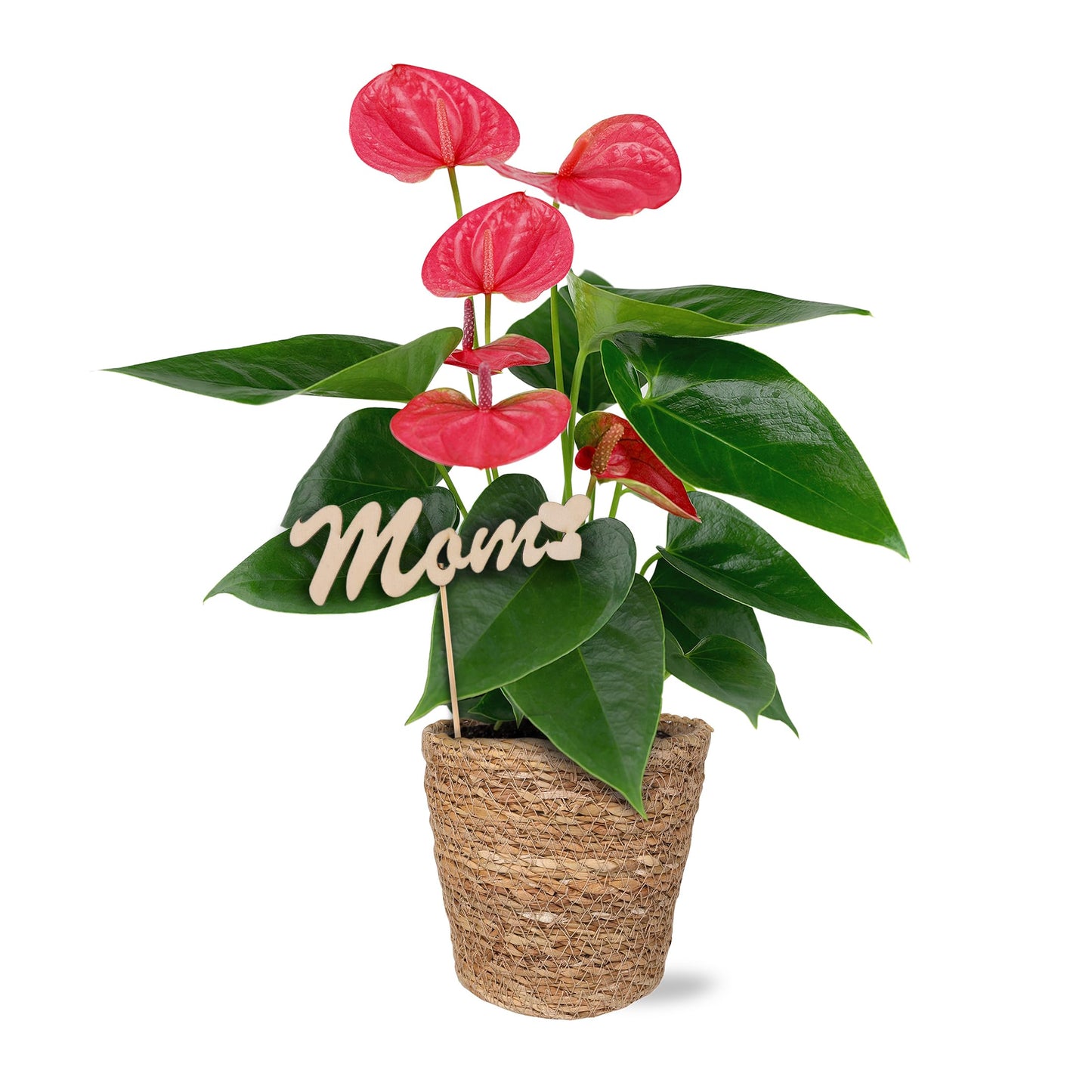 Green Circle Growers 5" Pink Anthurium in Seagrass Pot with Mom Pick, Live Indoor Plants, House Plant