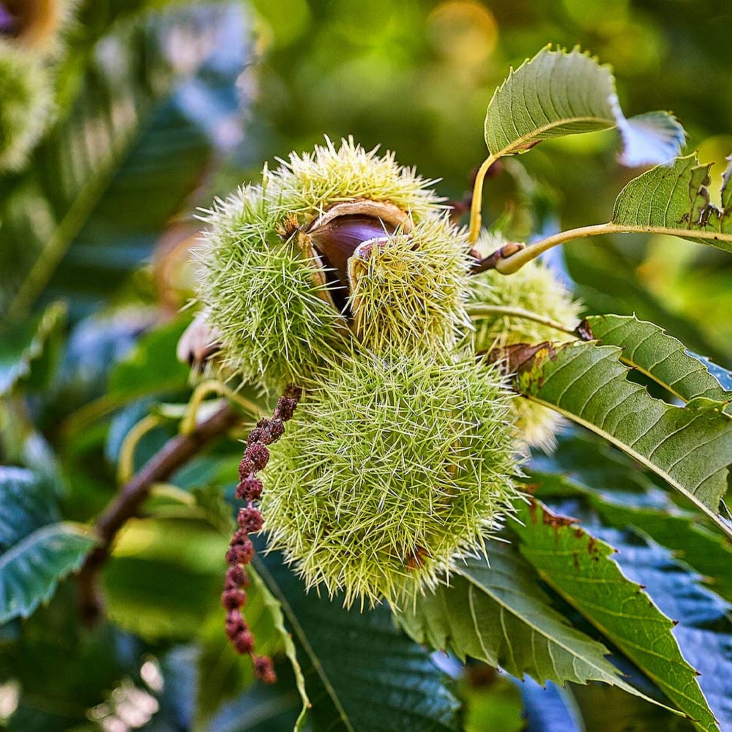 Chestnut Tree Live Plant 1-2 Feet Tall, Fast-Growing Nut Tree, Live Fruit Trees for Outdoor Planting