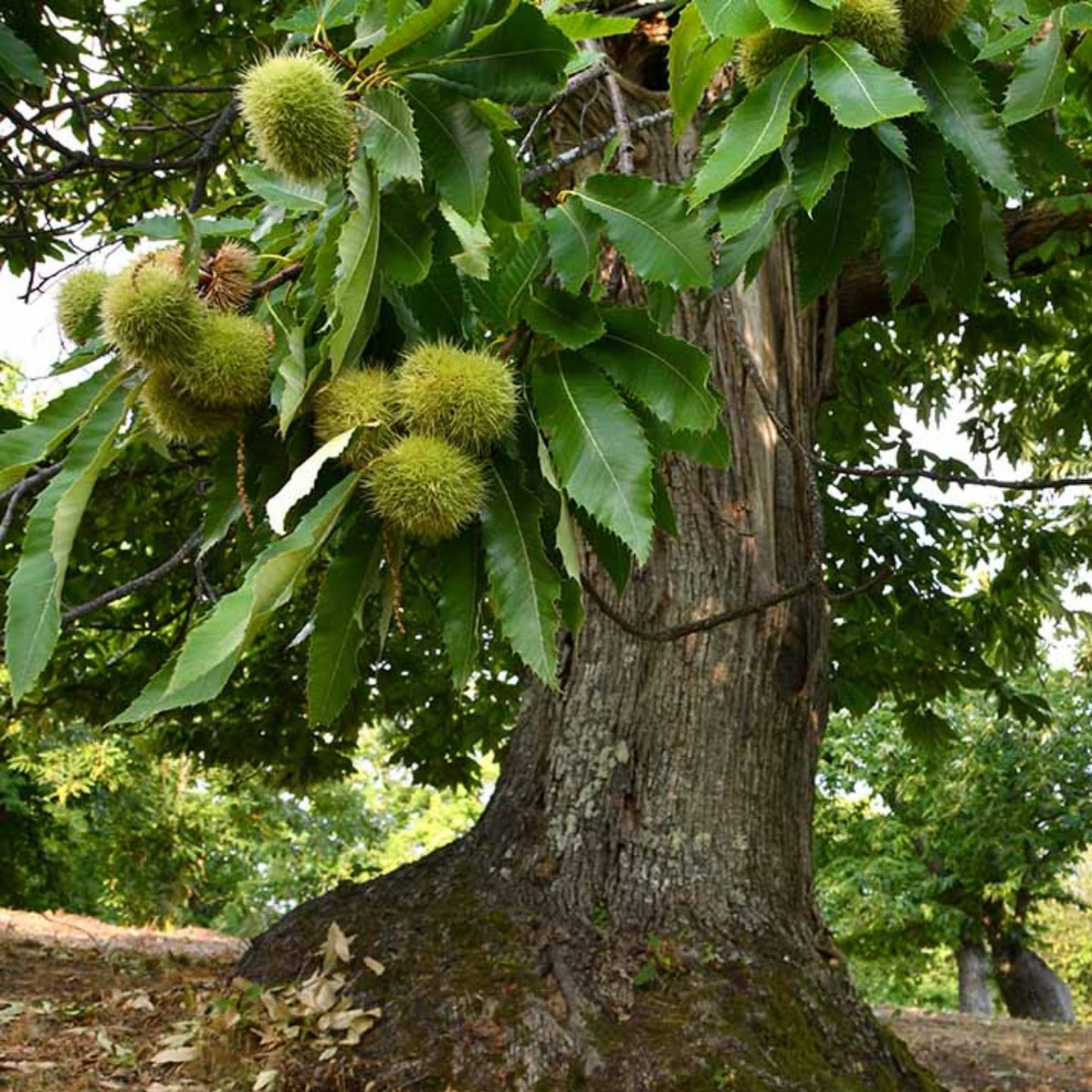 Chestnut Tree Live Plant 1-2 Feet Tall, Fast-Growing Nut Tree, Live Fruit Trees for Outdoor Planting