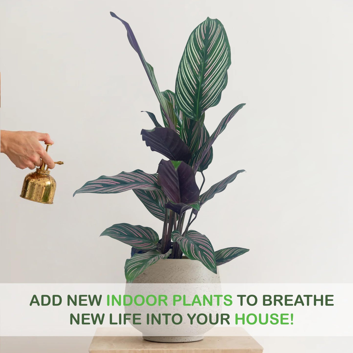 LEAL PLANTS ECUADOR Calathea Ornata Sanderiana Stretched (Pack of 2) Fascinating Leaf Movement, Easy Care Tropical Houseplant, Air-Purifying, Ideal for Home & Office Decor, Unique Living Plant Gift