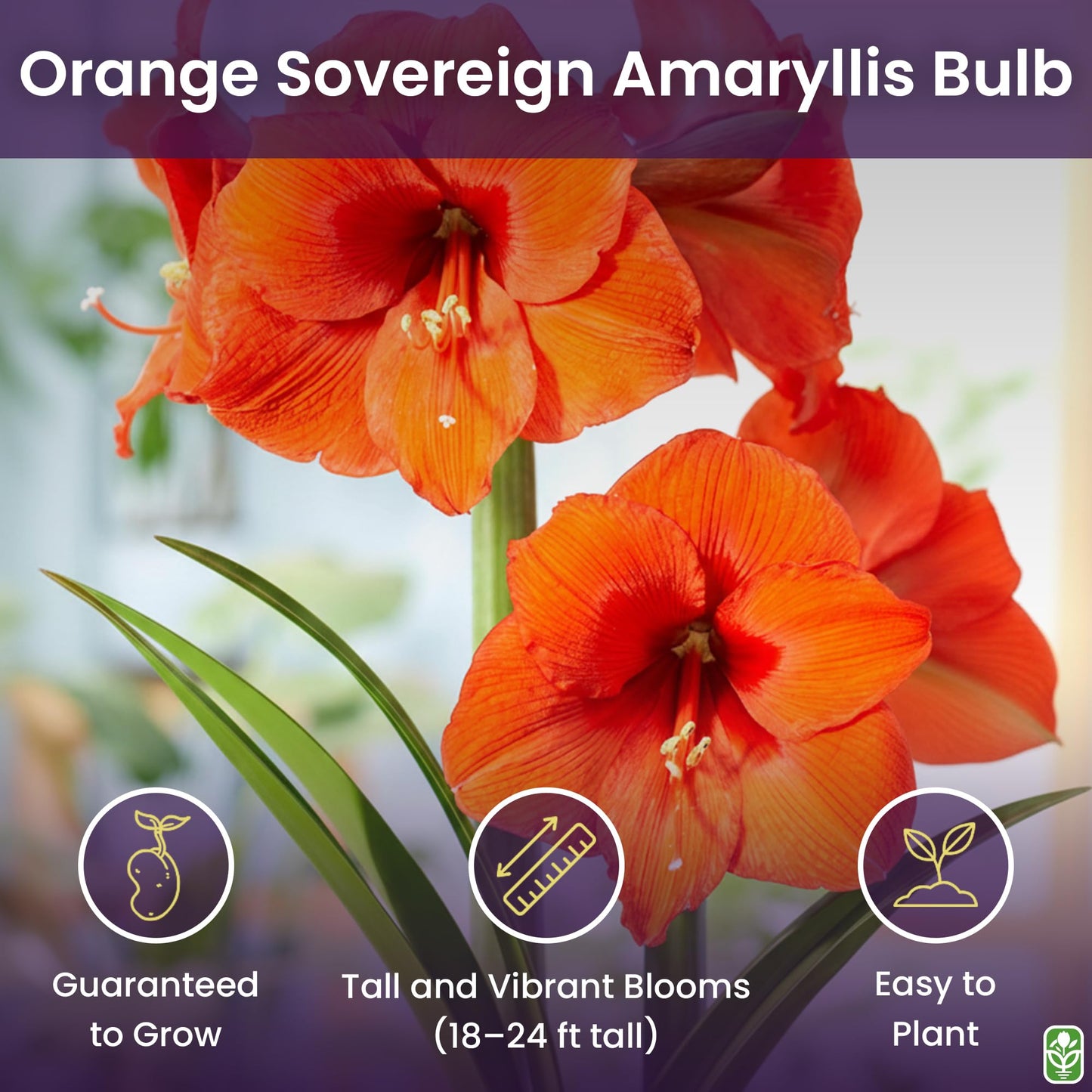 Orange Sovereign Amaryllis Bulb – Large Bulb for Planting, 4-8 Blooms, 16–24" Tall – Elegant Indoor & Outdoor Plant – Ideal for Seasonal Decor – Low-Maintenance Amaryllis Bulb (Not in Wax)