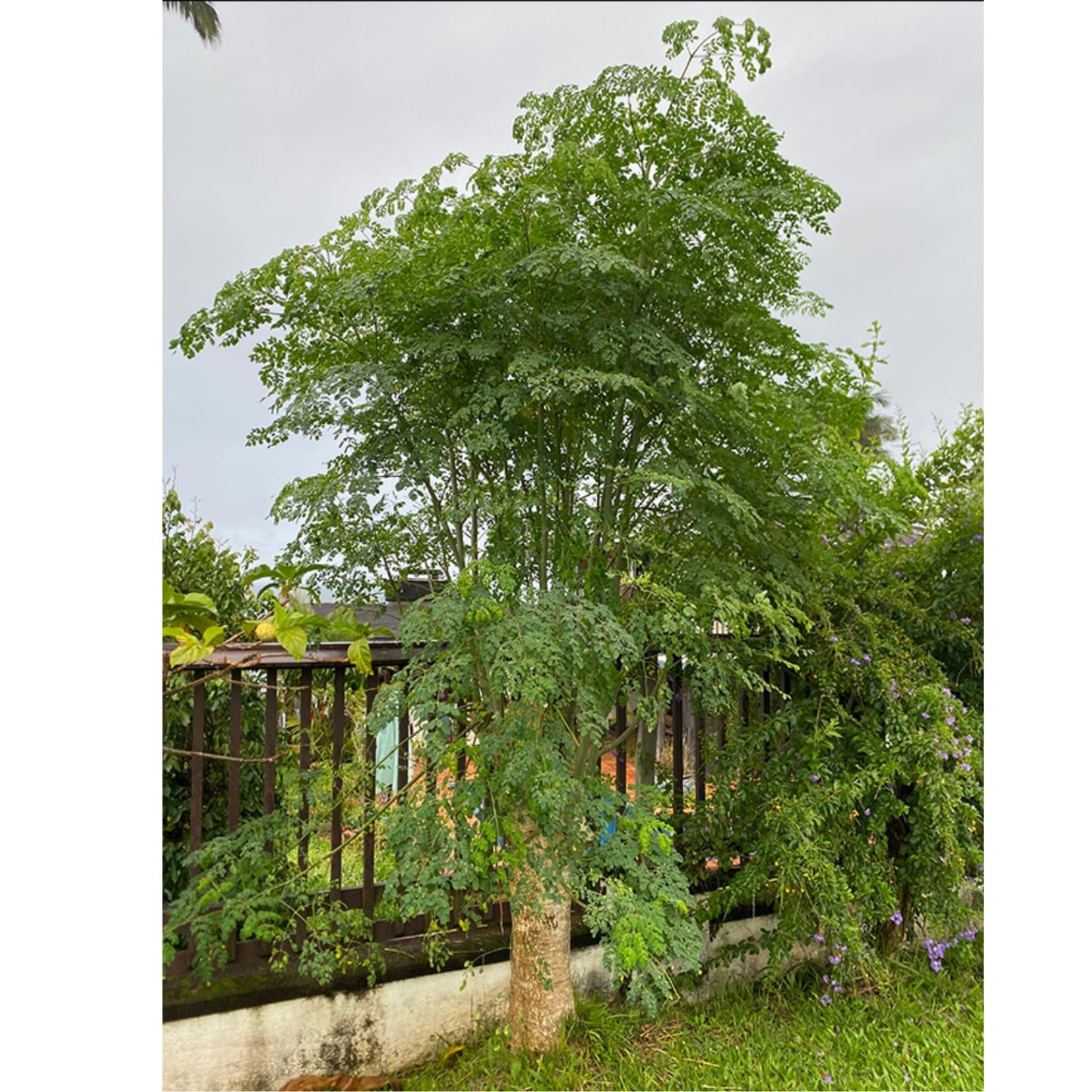 Dwarf Moringa Tree Live Plant in Half Gallon Pot, Well-Rooted Drumstick Malunggay Plant Live, Oleifera Moringa Horseradish Planting Outside