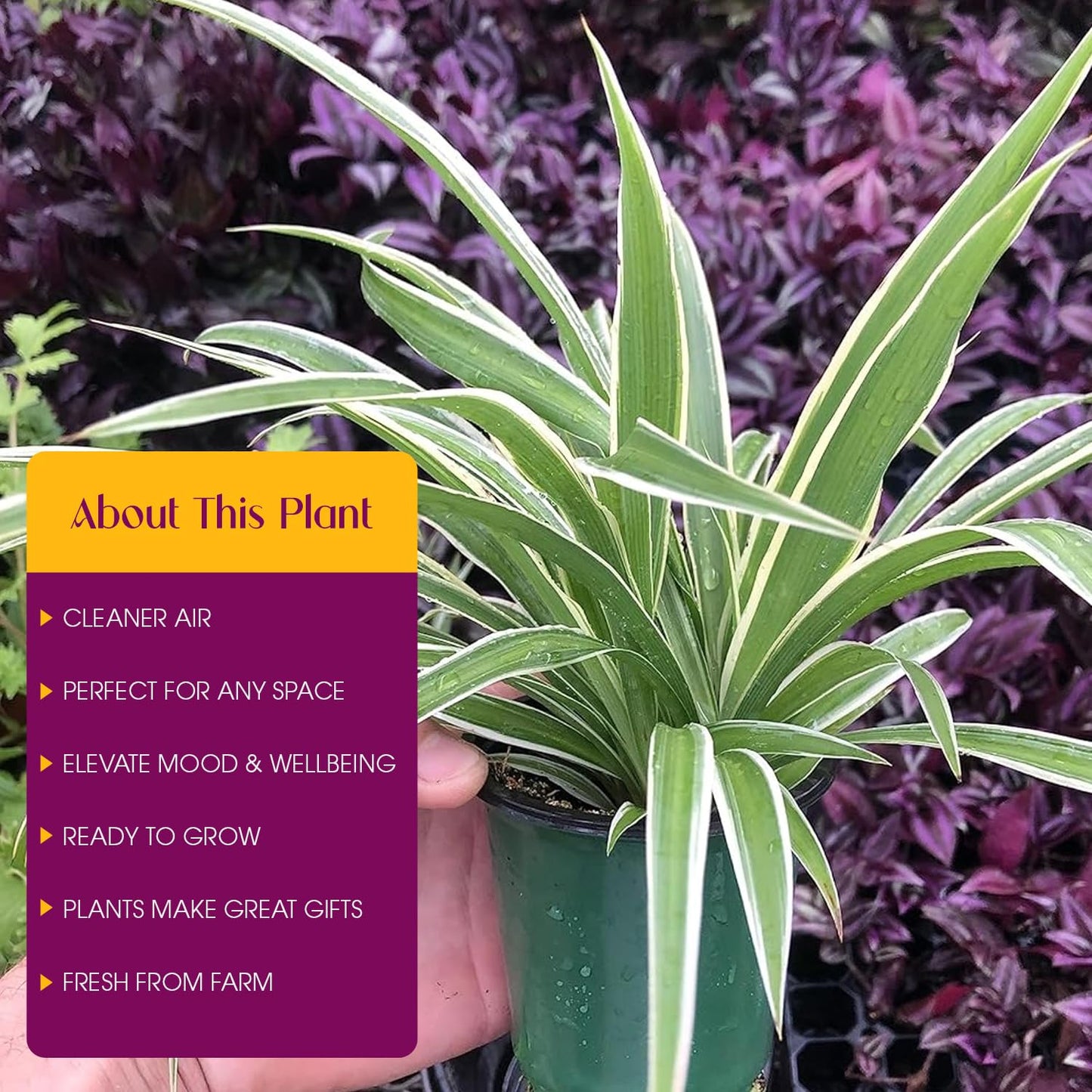 Variegated Spider Plant 'Airplane' - Air-Purifying, Low Maintenance, Thrives in Home & Office - Perfect for Plant Enthusiasts - Live houseplant in Potting Soil