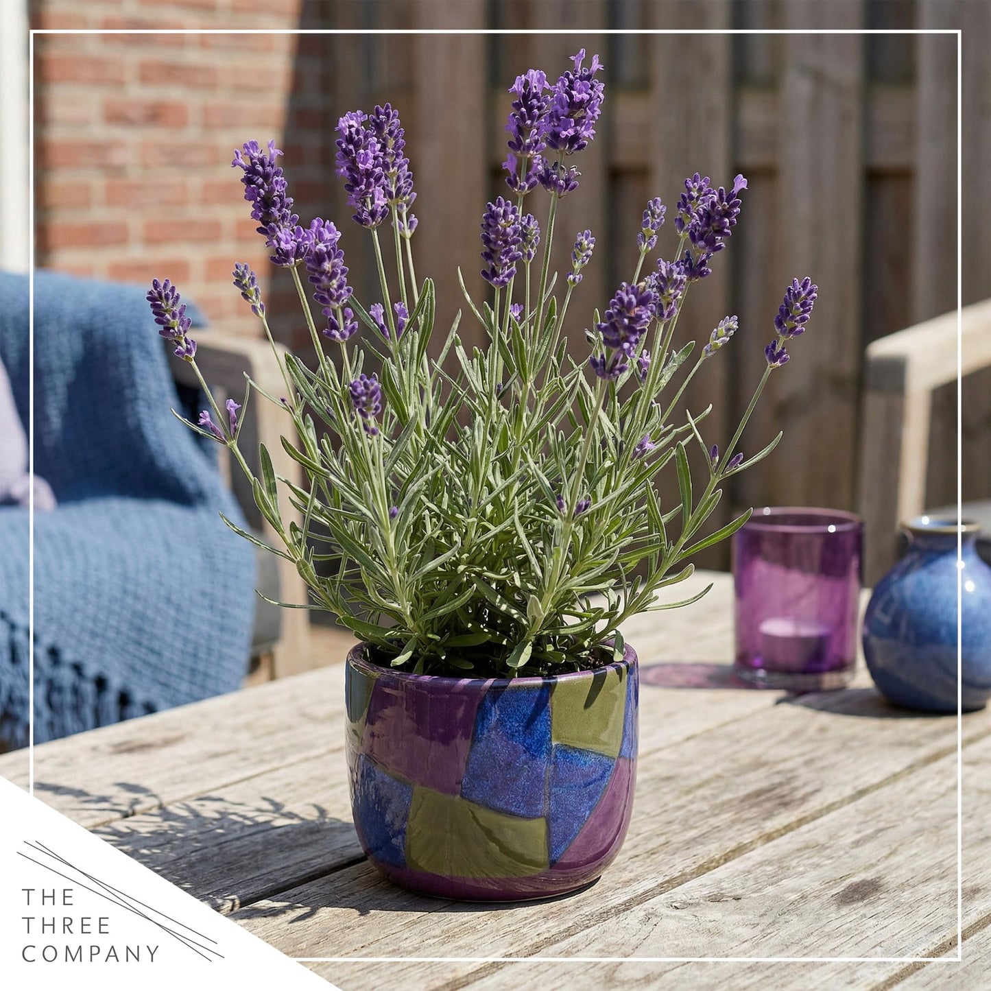 Live Lavender 2-Pack – Purple – Fragrant Sun Perennial Herb, Pollinator Friendly, 10” Tall, 1 Qt Pot