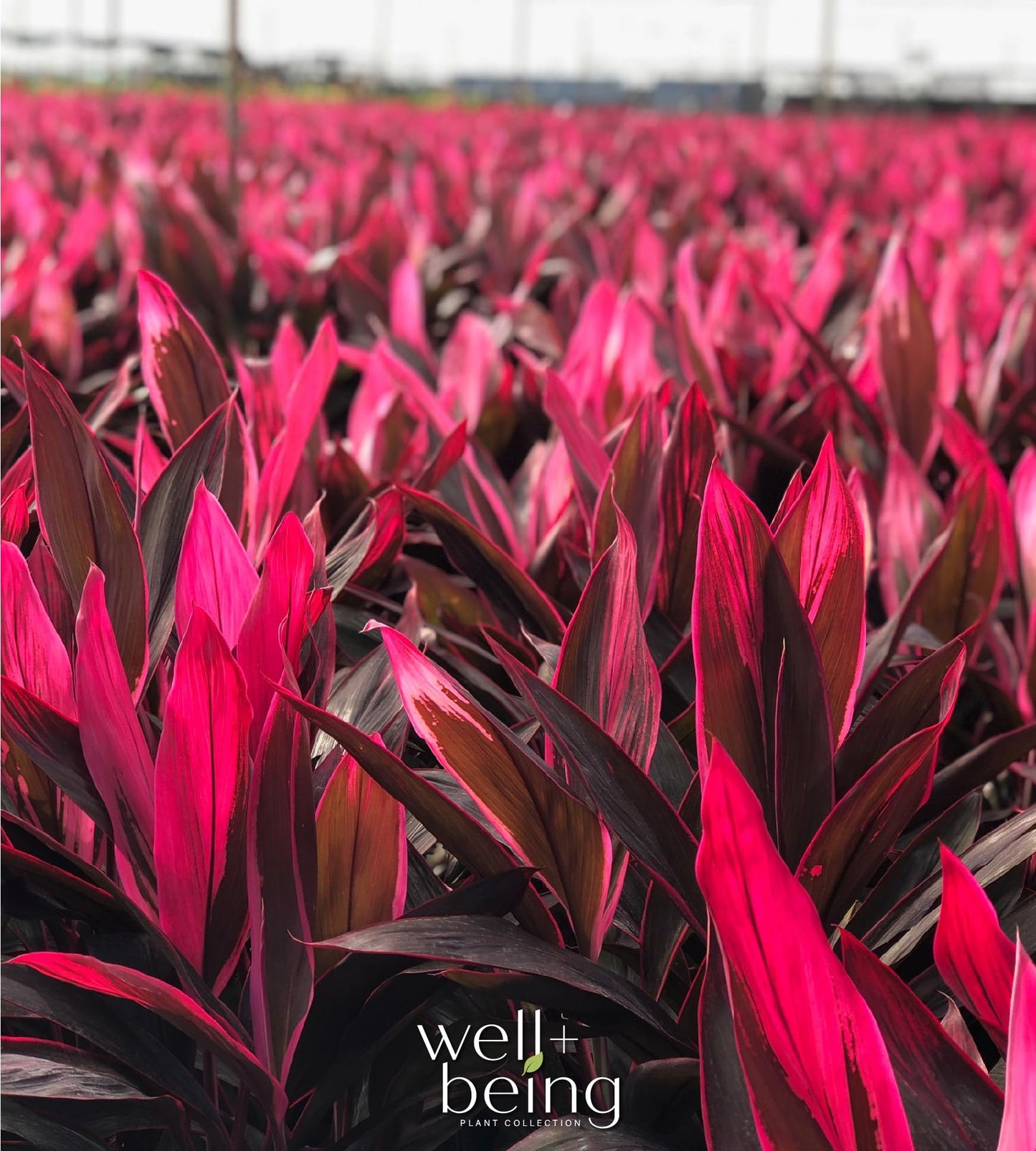 Cordyline Fruticosa, Red Sister, Ti Plant, Live Plant 25-30 in. Tall in Grower Pot by Nature's Way Farms