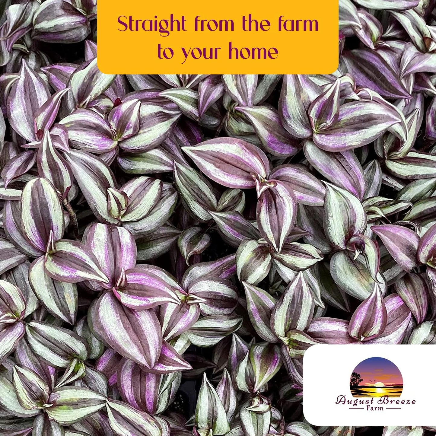 Live Tradescantia Zebrina Plant in 2.5-Inch Pot- Purple Wandering Jew - Easy Live Houseplant for Home & Office Decor - Eye-Catching Silver and Green Foliage - Indoor Gardens Air-Purifying (1)