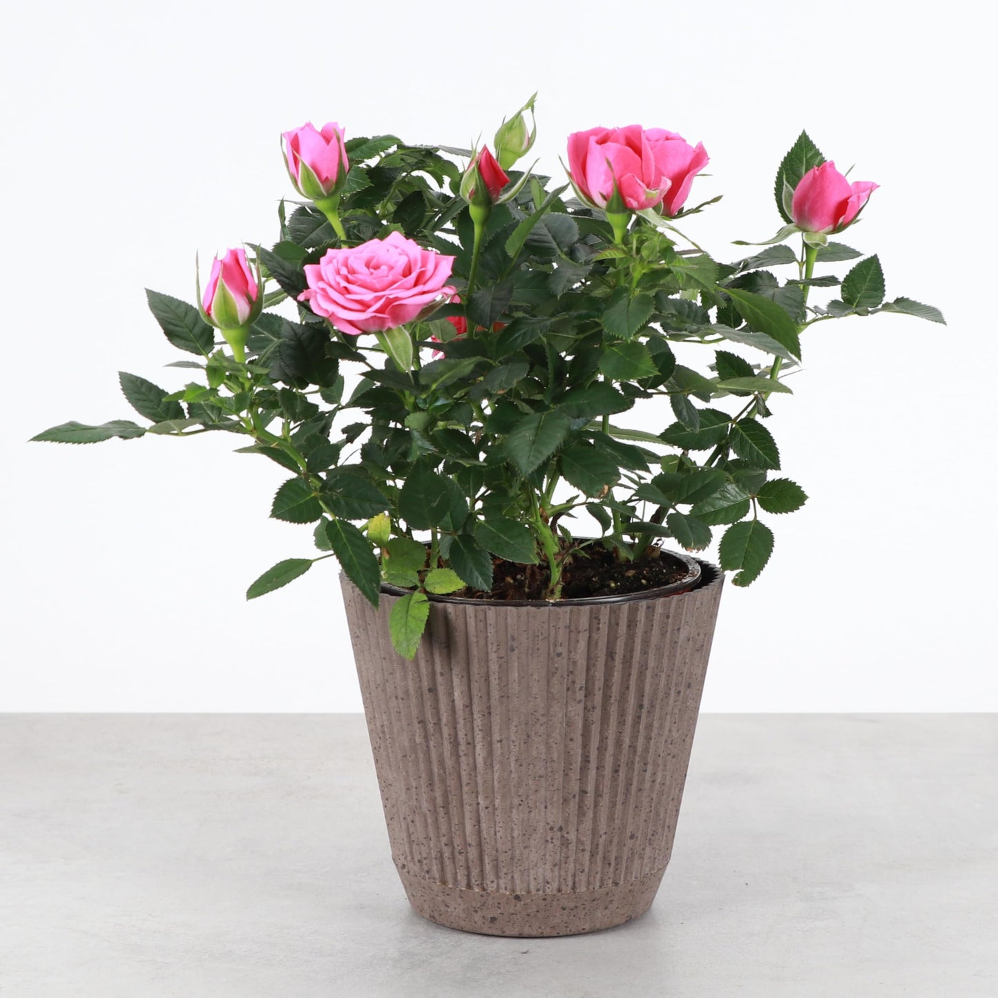 Thorsen's Greenhouse Mini Rose Bush, Spring Blooming Live Plant, Suprise Bloom Color, Gift for Mom, 4" Diameter Plant (Coffee)
