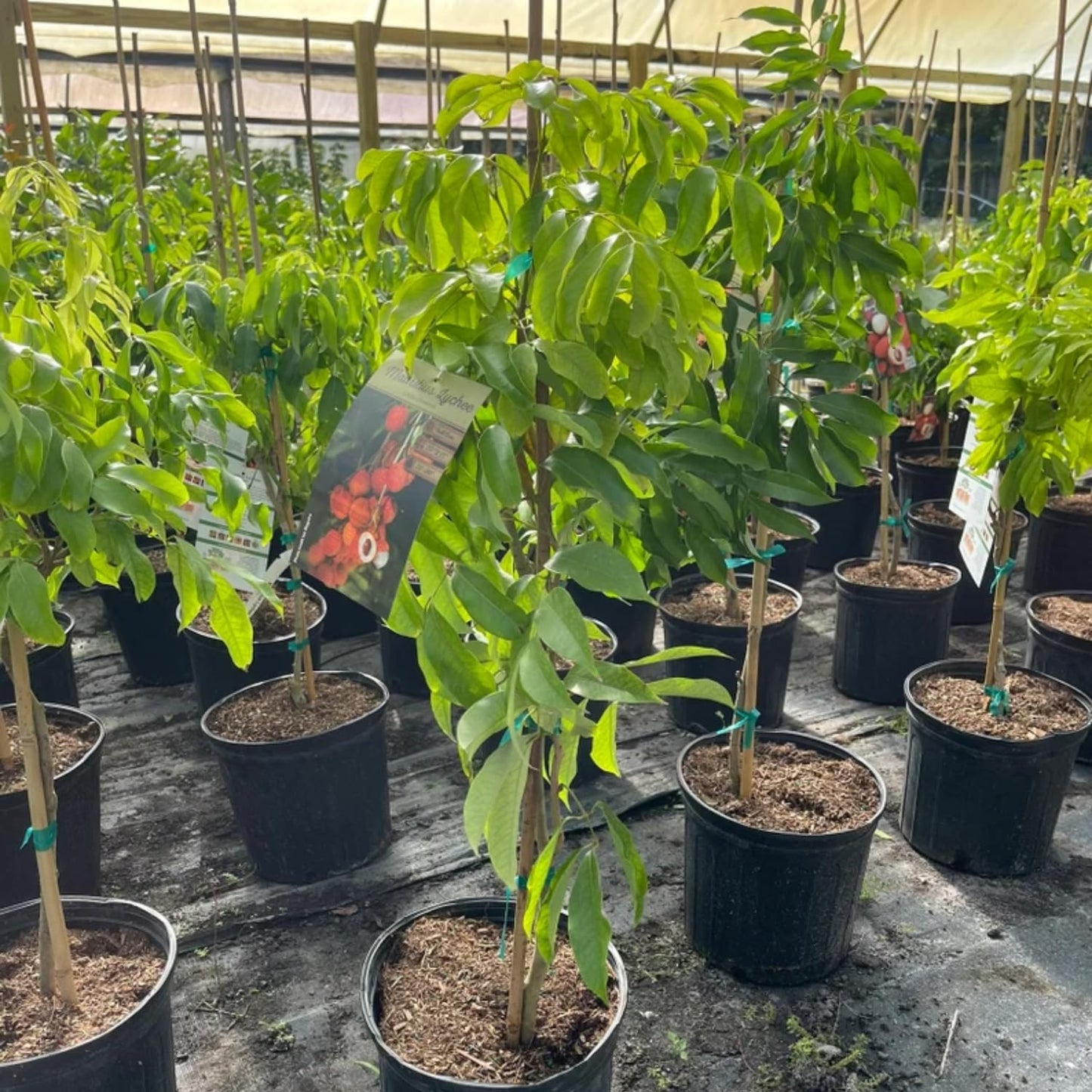 Lychee Tree Litchi Plant Live 2-3 Feet Height, Sweetheart Lychee Plant Live in Gallon Pot, Lychee Fruit Tree, No Shipping to CA