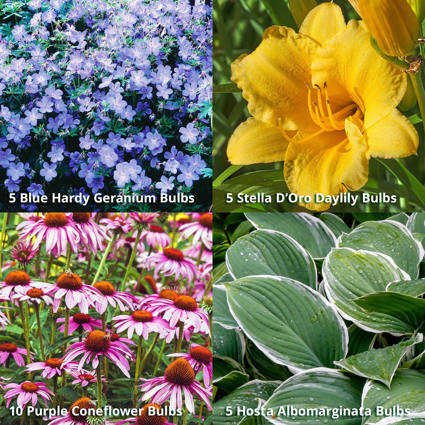 Complete Perennial Flower Bulb Garden - 25 Bulbs for 50 Days of Continuous Blooms (Summer Color from June Through October) - Easy to Grow Summer Planting Bulbs by Willard & May