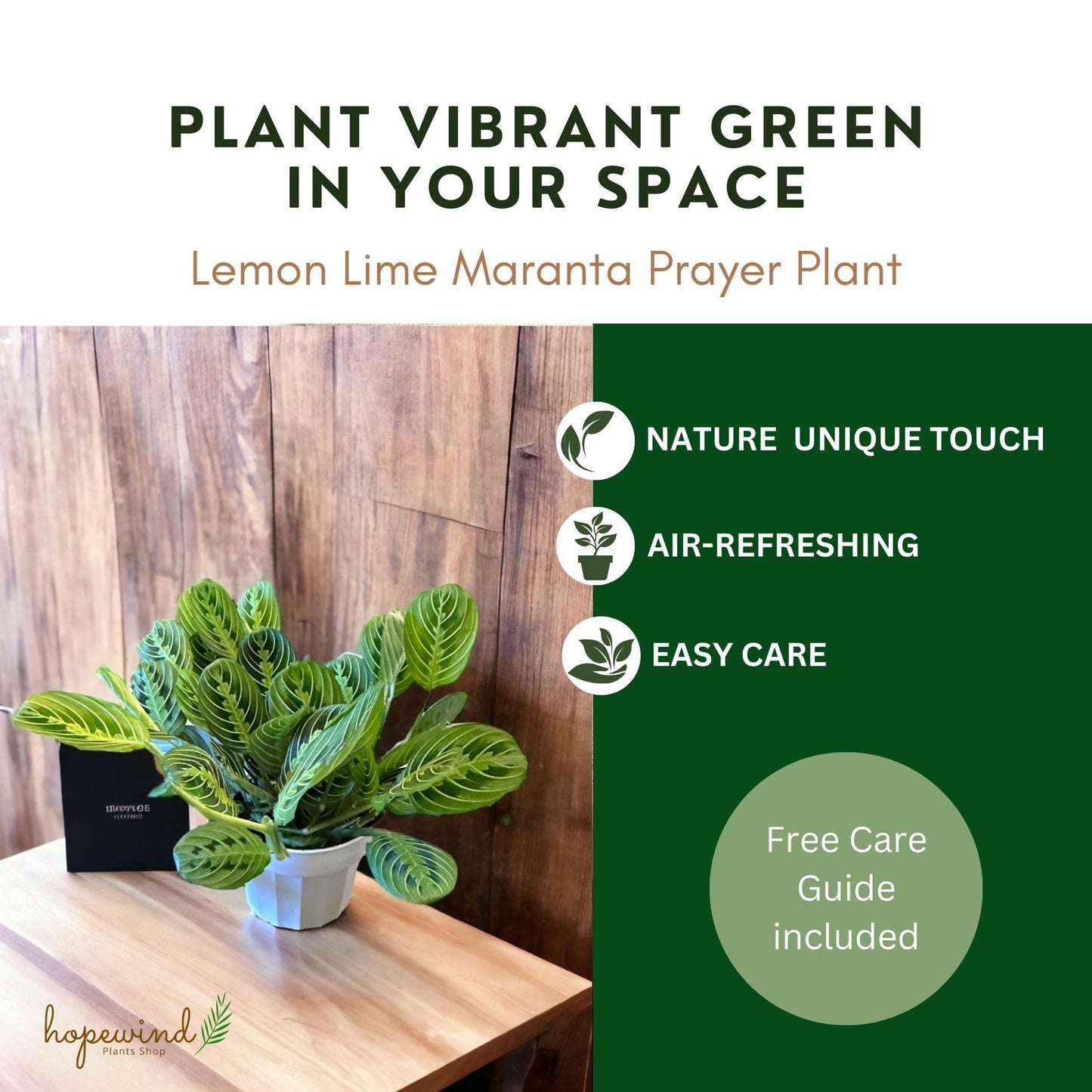 Live Plant, Lemon Lime Maranta Prayer Plant, Pet Friendly, Air Purifying Plant, Easy Care, Easy to Grow Live Indoor Plant, Houseplant, Rare Indoor Plant, Home Décor 4 inch White Pot